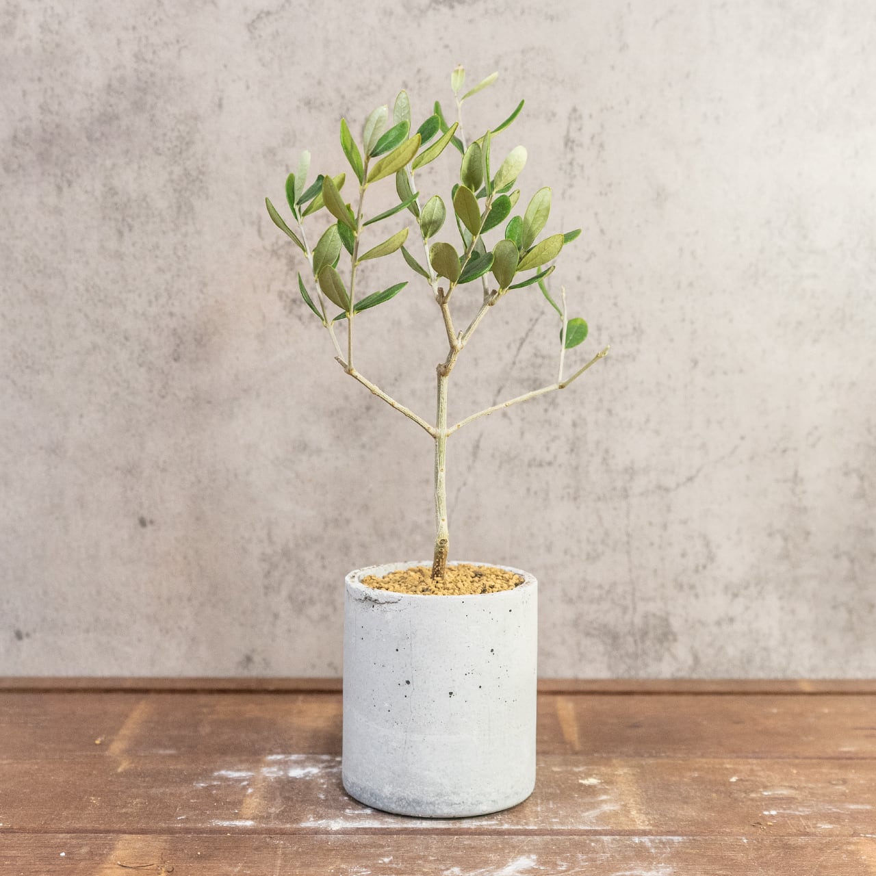 オリーブ・ルッカ|左右対称に整った枝ぶりが美しい、空間をやさしく彩るスタイリッシュなミニツリー【虫発生抑制/手作りモルタル鉢】
