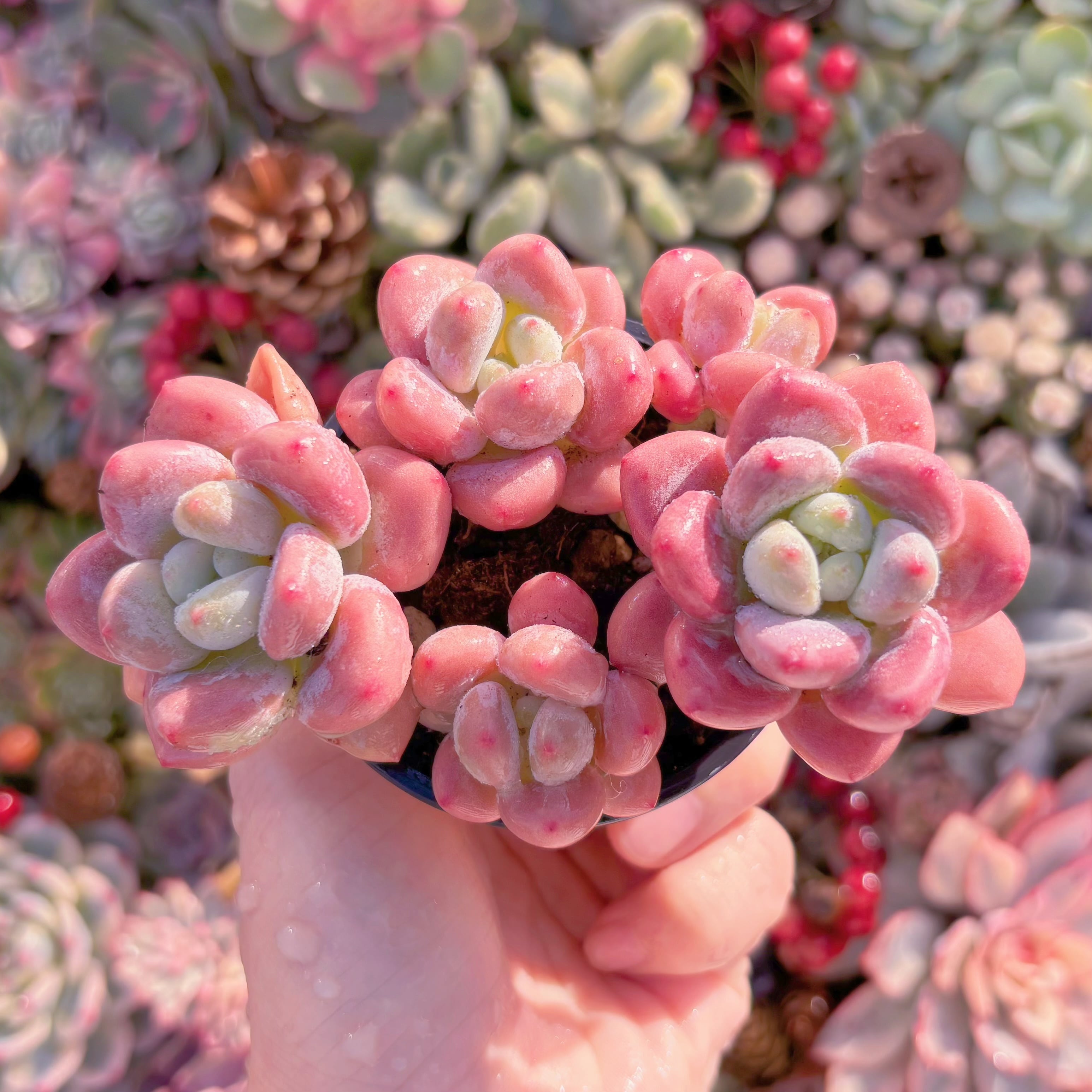 現品　桜花マカロン#A014　群生　新入荷　るる農園