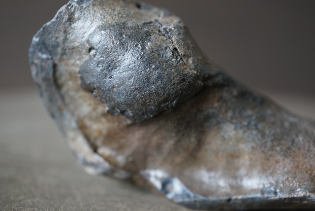 古代クジラ耳骨　Whale Otolith　1480