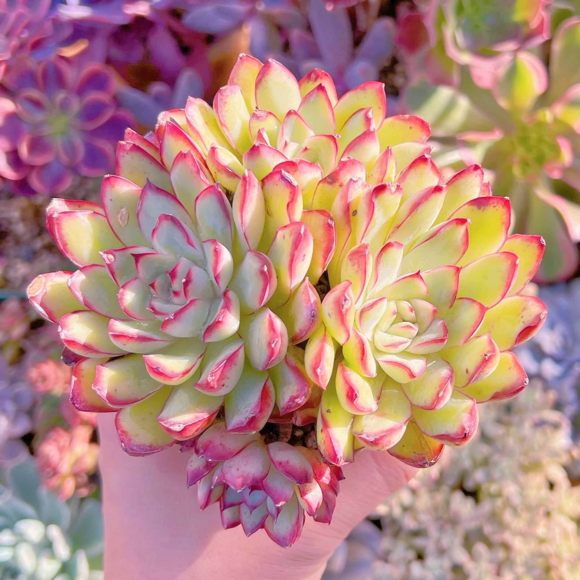 多肉植物 メキシコプリトニス 群生 新入荷 るる農園 | るる農園~多肉