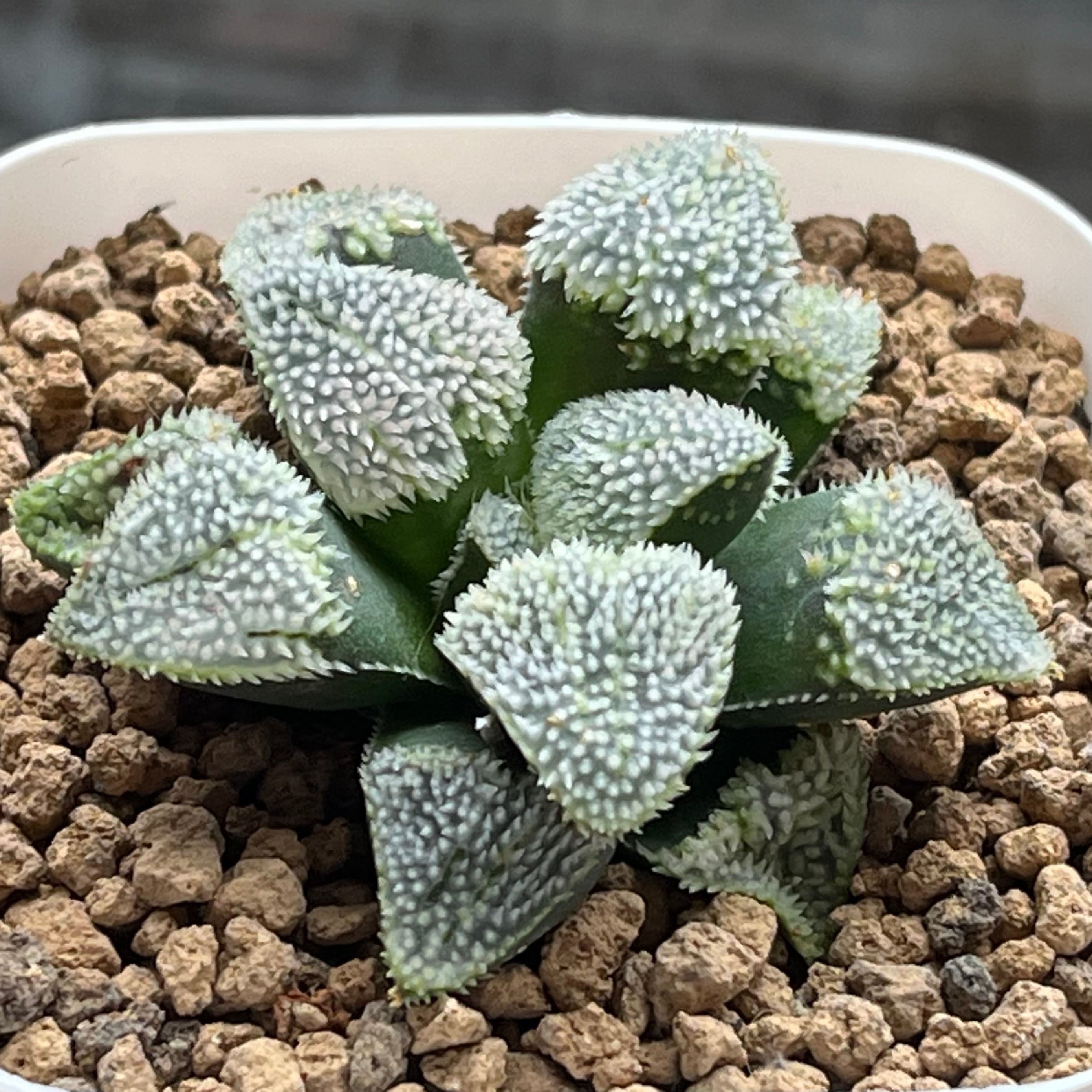 ハオルチア スターズフェアリー ハオルチア スターズフェアリー | mocono_plants