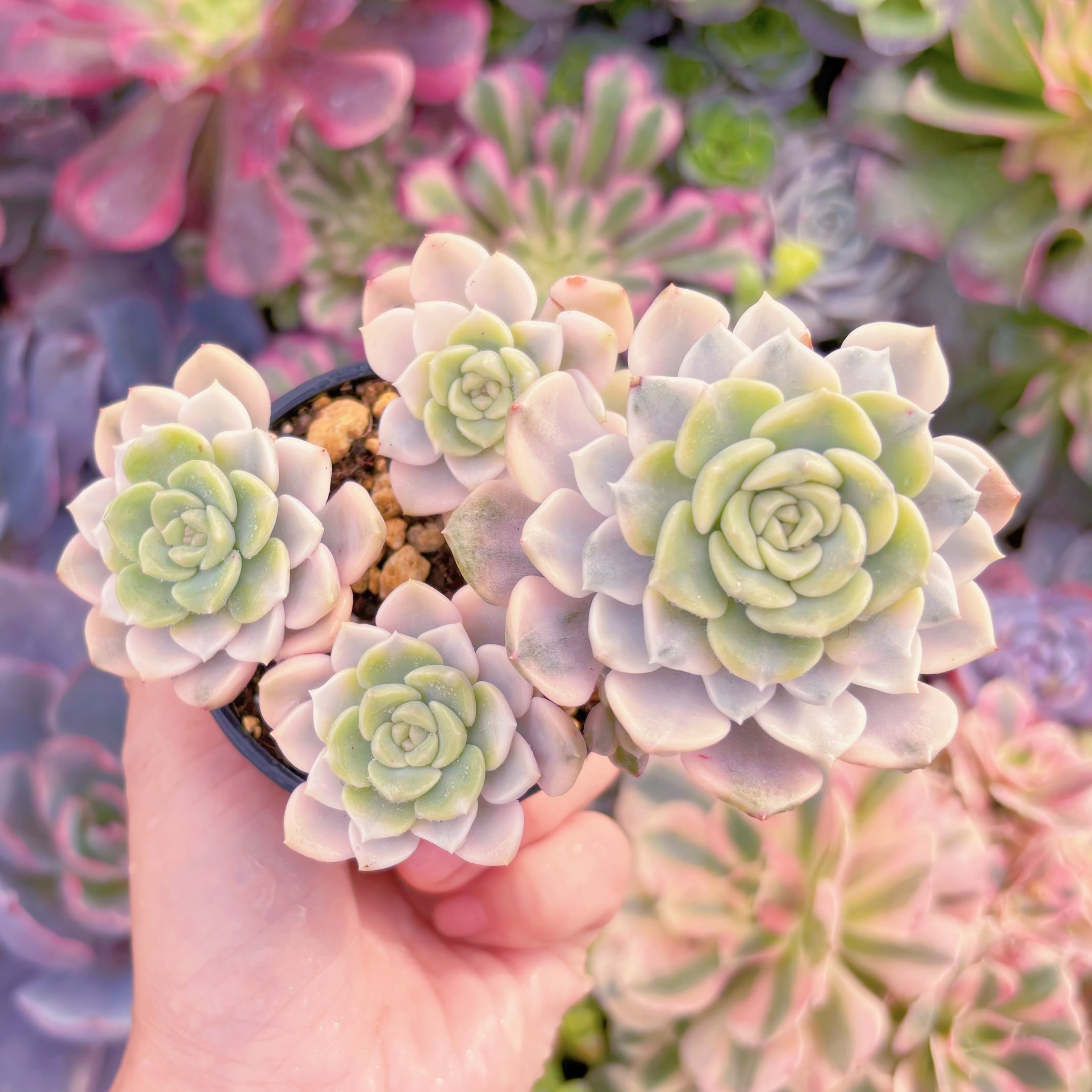 現品　ベビードール錦#A056　群生　るる農園