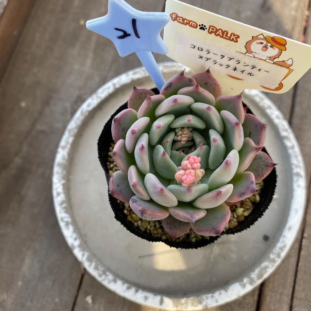 21..farmpalk交配種