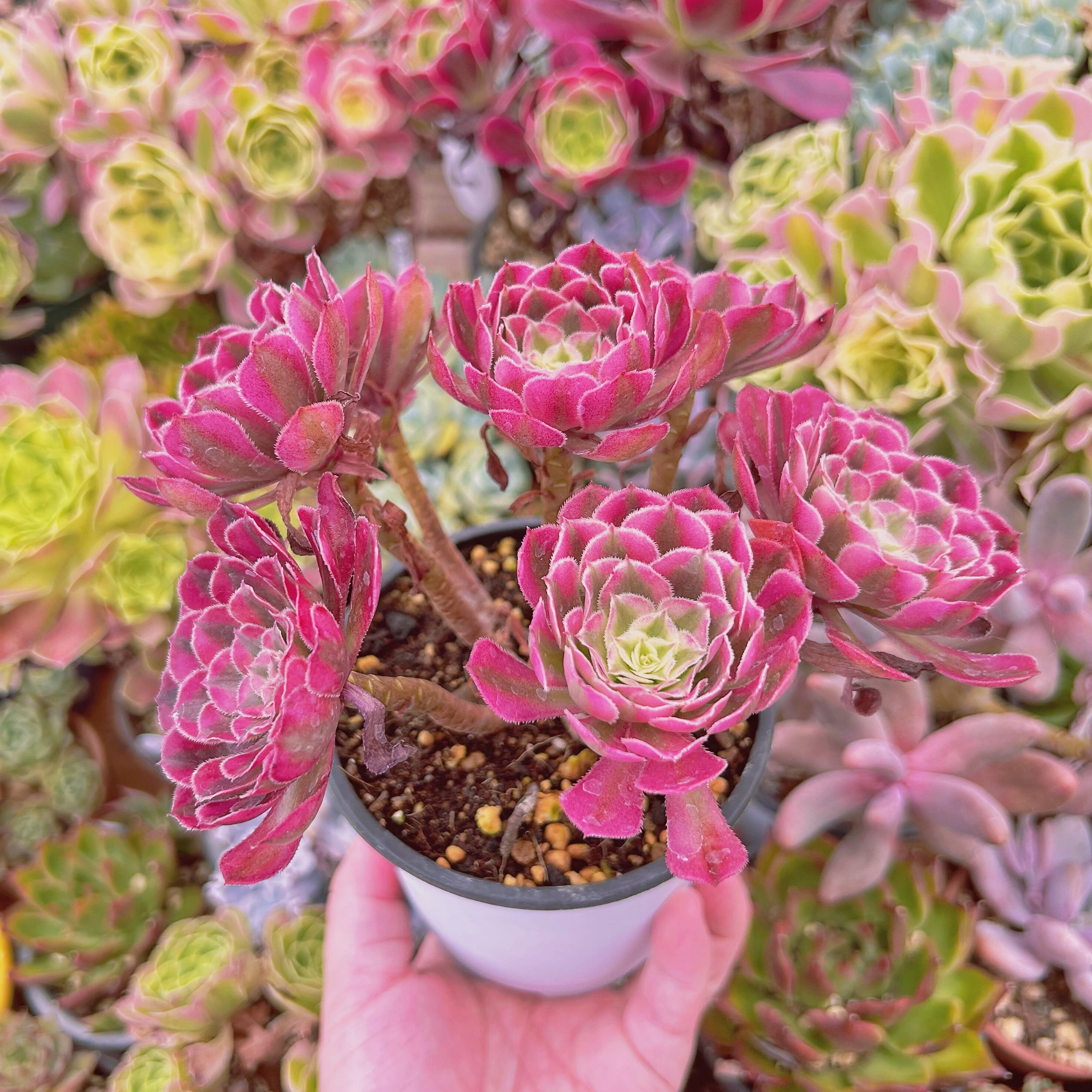 ルーカス　レア　ポラロイド ルーカス レア ポラロイド Closer look at Amazing Yamaguchi Reverse