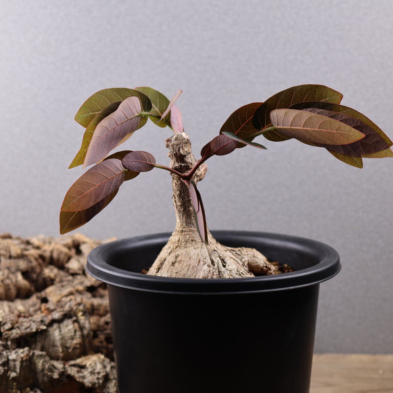 736『フｨランサス ミラビリス』 観葉植物【送料無料】 | MARX PLANTS