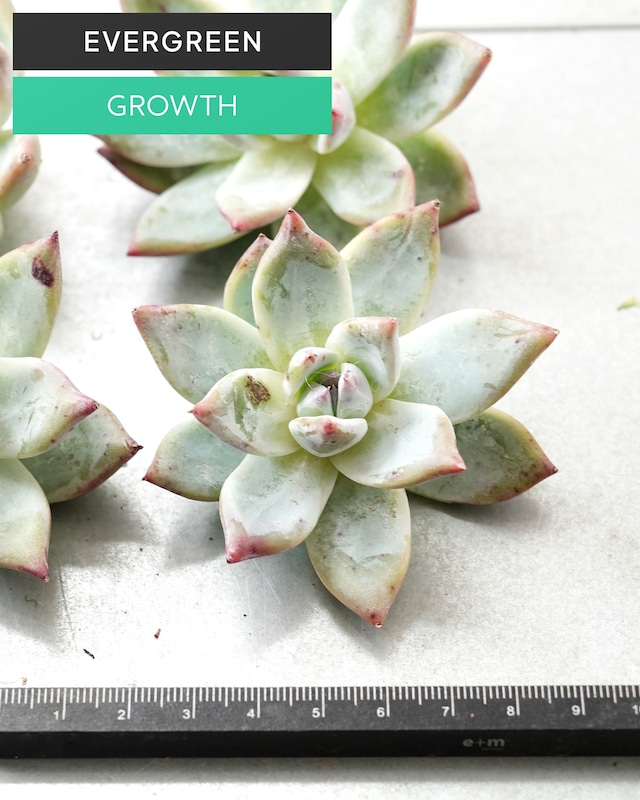 一部発根済カット苗 コロラータ M Echeveria colorata
