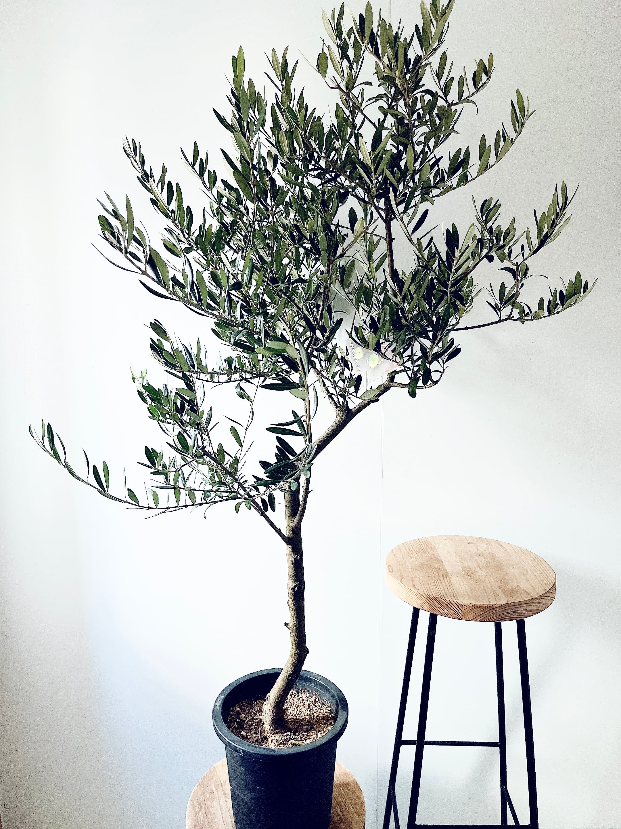 斑入りツピタンサス ゴールデンキング XLサイズ 曲がり 幹太 calmcafe 斑入りツピタンサス ゴールデンキング XLサイズ 曲がり 幹太 calmcafe