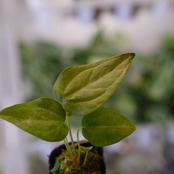 【希少】Anthurium Queen of Heart / アンスリウム クイーン オブ ハート④ / 観葉植物<育て方・花言葉>