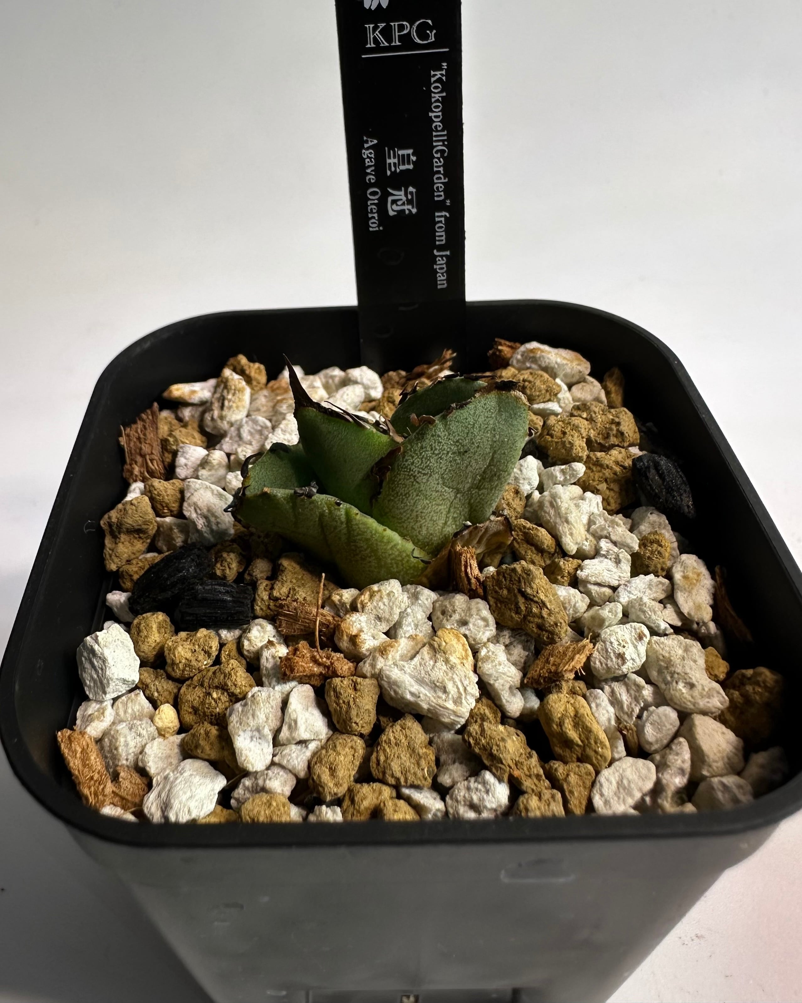 皇冠親株 皇冠子株1 | KOKOPELLIGARDEN