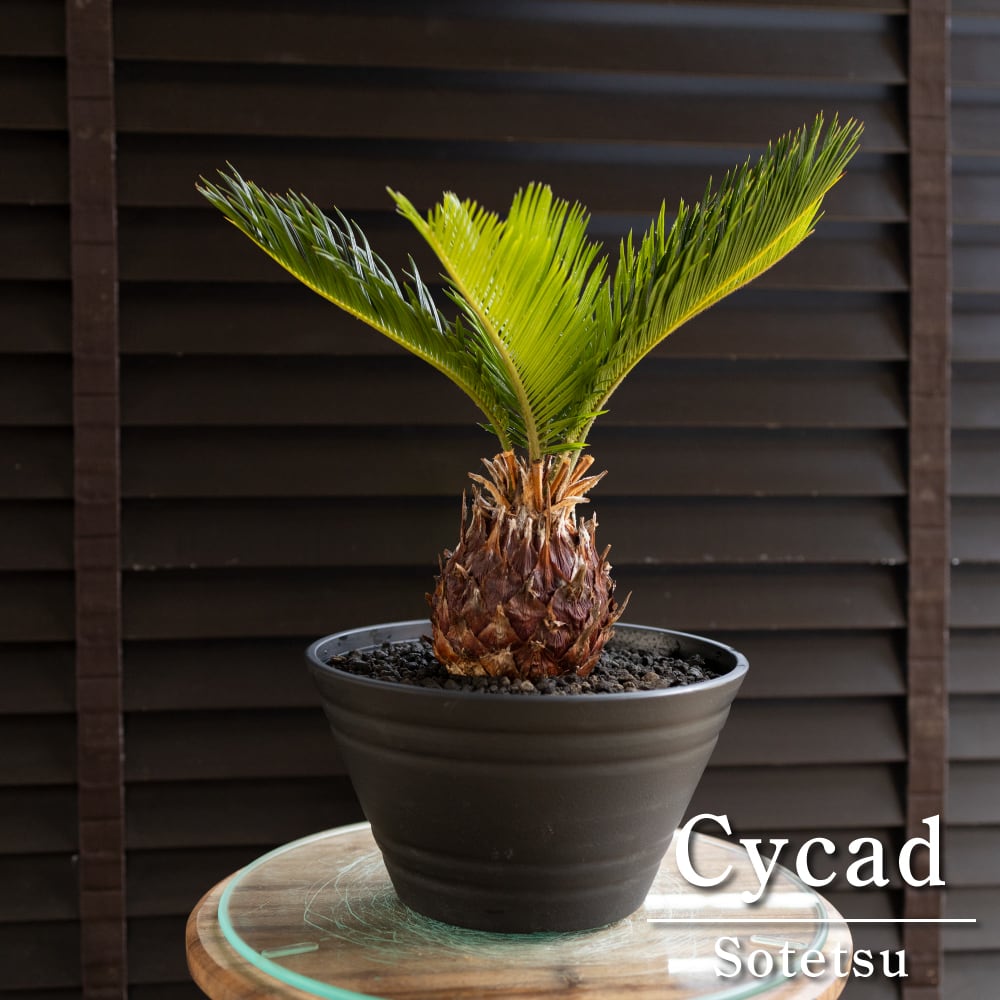 ソテツ 7号 蘇鉄 5枚葉 ヤシの木 ドライガーデン ロックガーデン