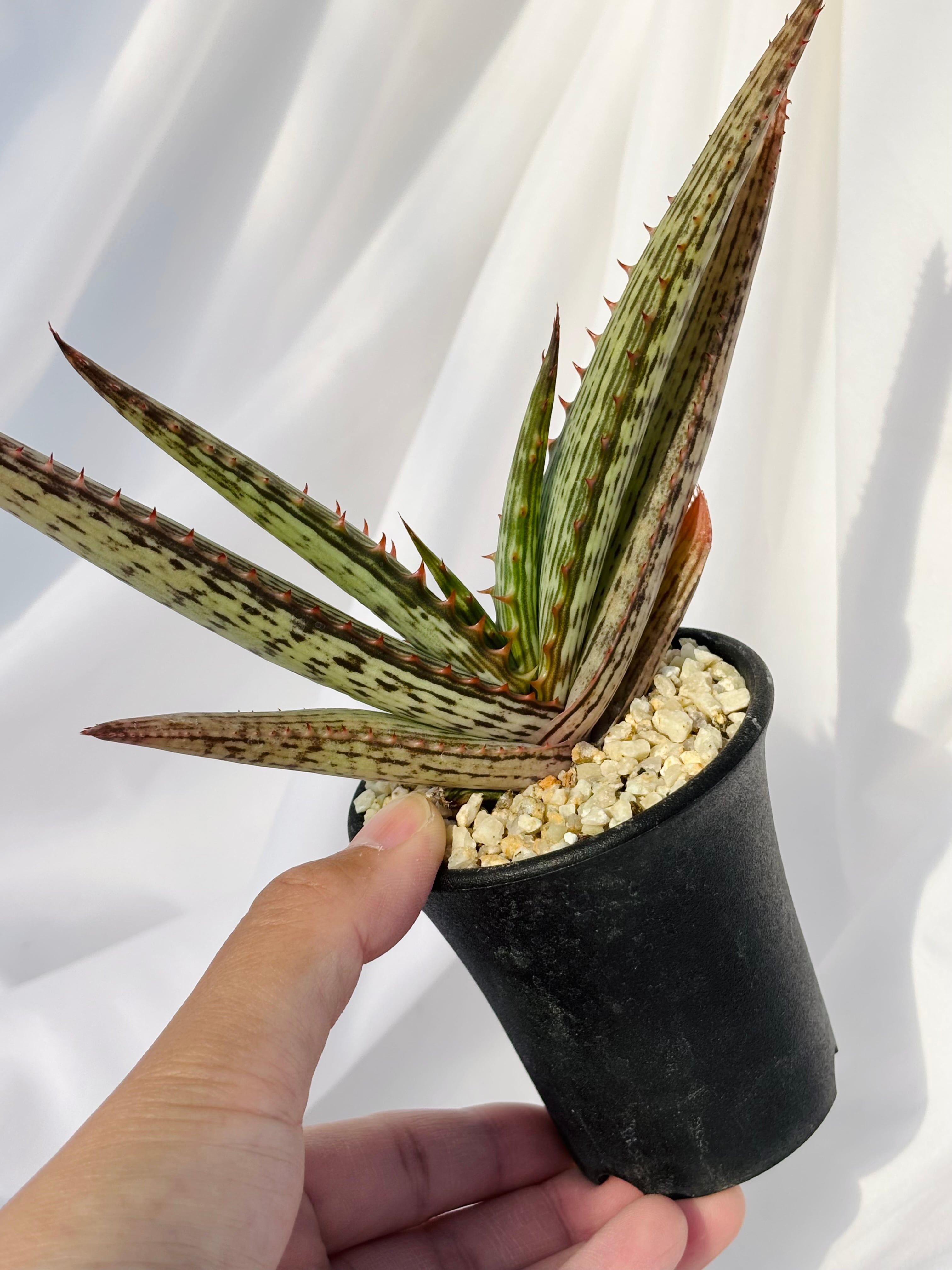 Aloe branddraaiensis アロエ ブランドレイエンシス | plants MARU