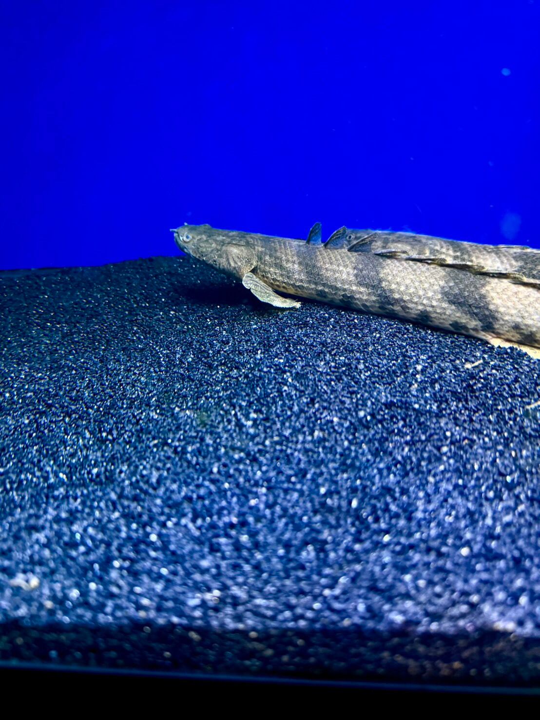 ワイルドエンドリケリー（IIARO産） | THE AQUARIUM ISE