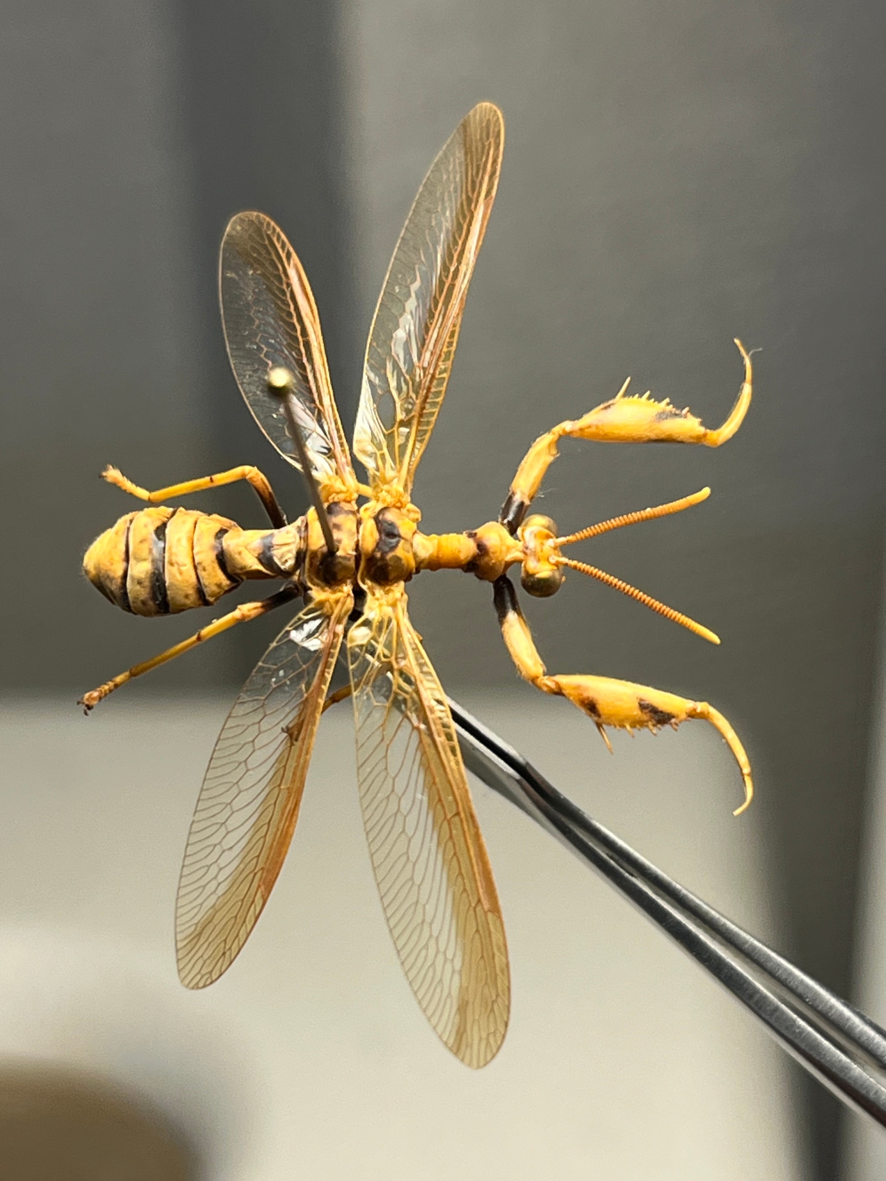 オオイクビカマキリモドキの標本 ハエ カゲロウ かげろう ヘビトンボ