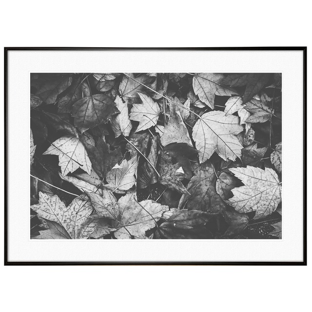 秋写真 紅葉と枯葉 インテリア モノクロ(モノトーン)アートフォトポスター額装 AS0824