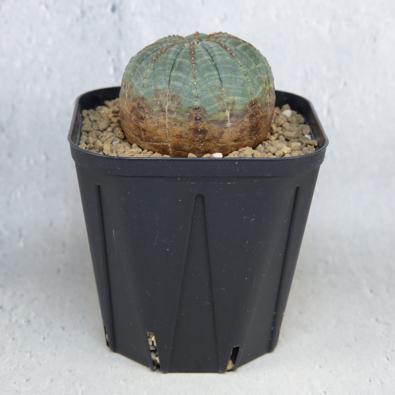 美模様オベサ ユーフォルビア【発根株】木質化 木質化 美模様 マウンテン オベサ / ユーフォルビア