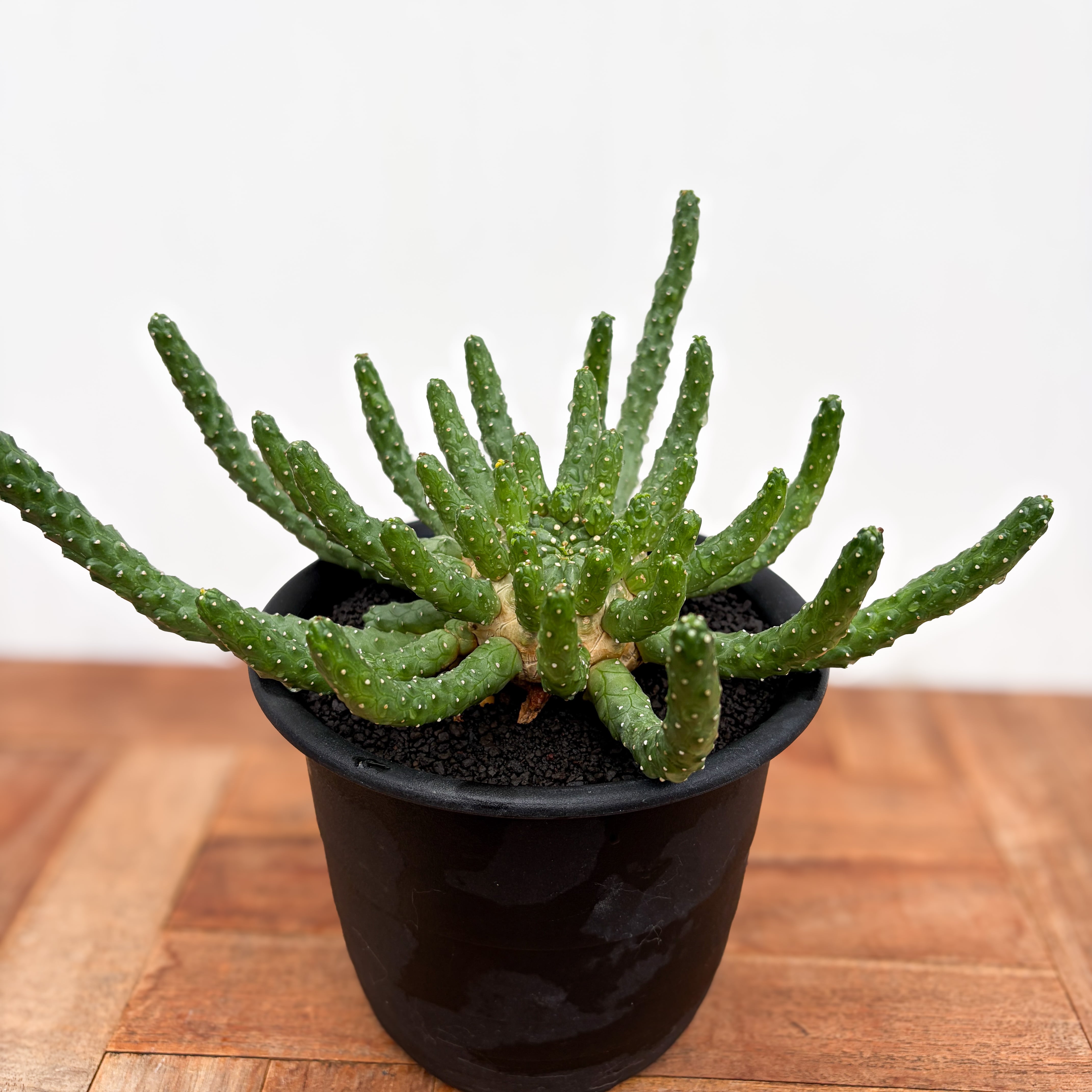 Euphorbia inermis 九頭竜　大株 Euphorbia inermis【ユーフォルビア・イネルミス・九頭竜】 | RIMO'S