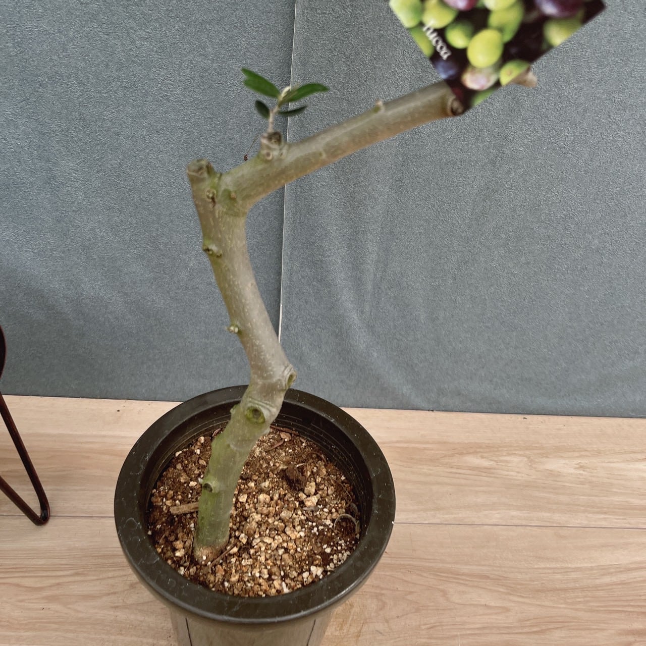 現品］E 創樹 オリーブ ルッカ 6号 観葉植物 屋外 オリーブの木