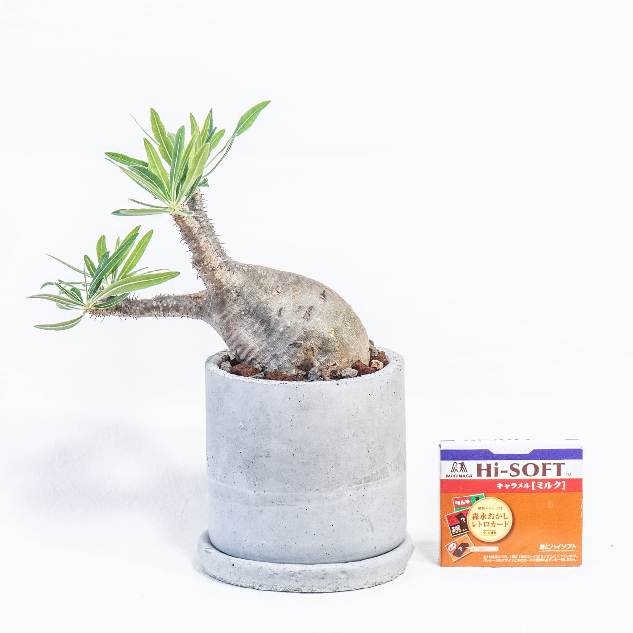 コーデックス グラキリス 葉付き抜群の健康株 胴回り30cm超え 無骨で映えるモルタル鉢付き