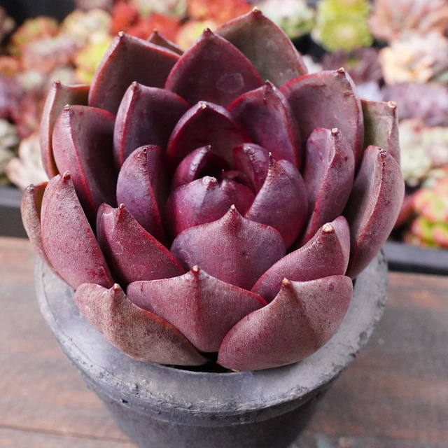 新品種【ミユミユ】エケベリア　美型　オススメ