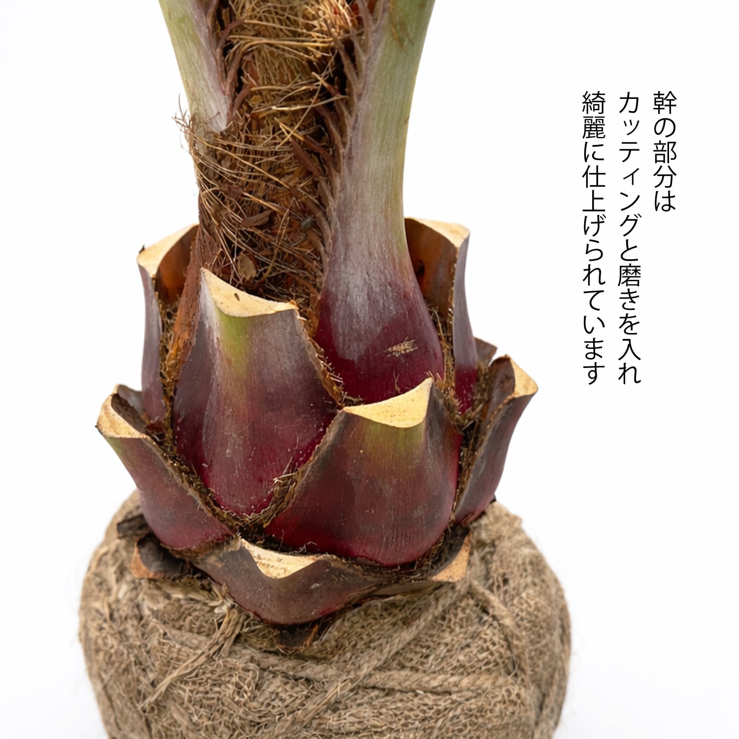 Mサイズ】国産ココスヤシ！お庭にそのまま植えて南国気分を楽しめます