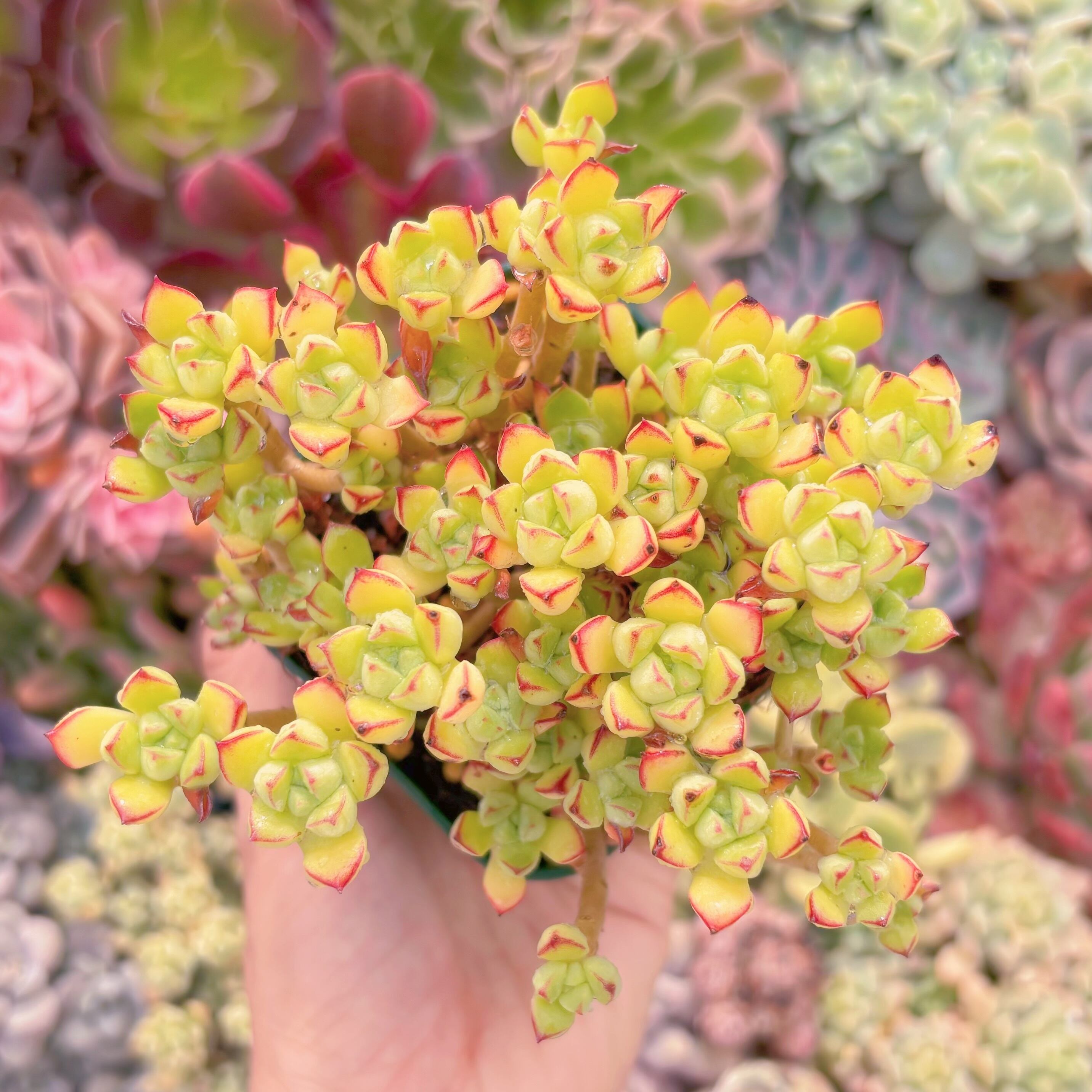 現品　Supia#709　るる農園