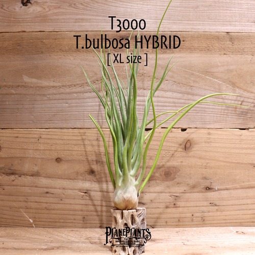 【送料無料】bulbosa HYBRID XL〔エアプランツ〕現品発送T3000