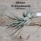 【送料無料】ガルドネリ〔エアプランツ〕現品発送T0787