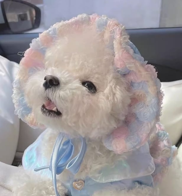 ドッグ 犬 小型犬 帽子 コスチューム アクセサリー ボンネット マーメイド お花 リボン ふわふわ 紐 チュール かわいい きれいめ 上品 おしゃれ レトロ 個性的 モード系 エレガント モダン 主役級 存在感 フォーマル ラブリー キュート ロリータ プリンセス フェアリー ラグジュアリー フレンチ 無地 フラワー 夏 秋 誕生日 結婚式 発表会 ハロウィン クリスマス バレンタイン 女の子 成犬 子ども デート お出かけ パーティー イベント リゾート 休日 バカンス 記念日 室内 ロリータ お揃い