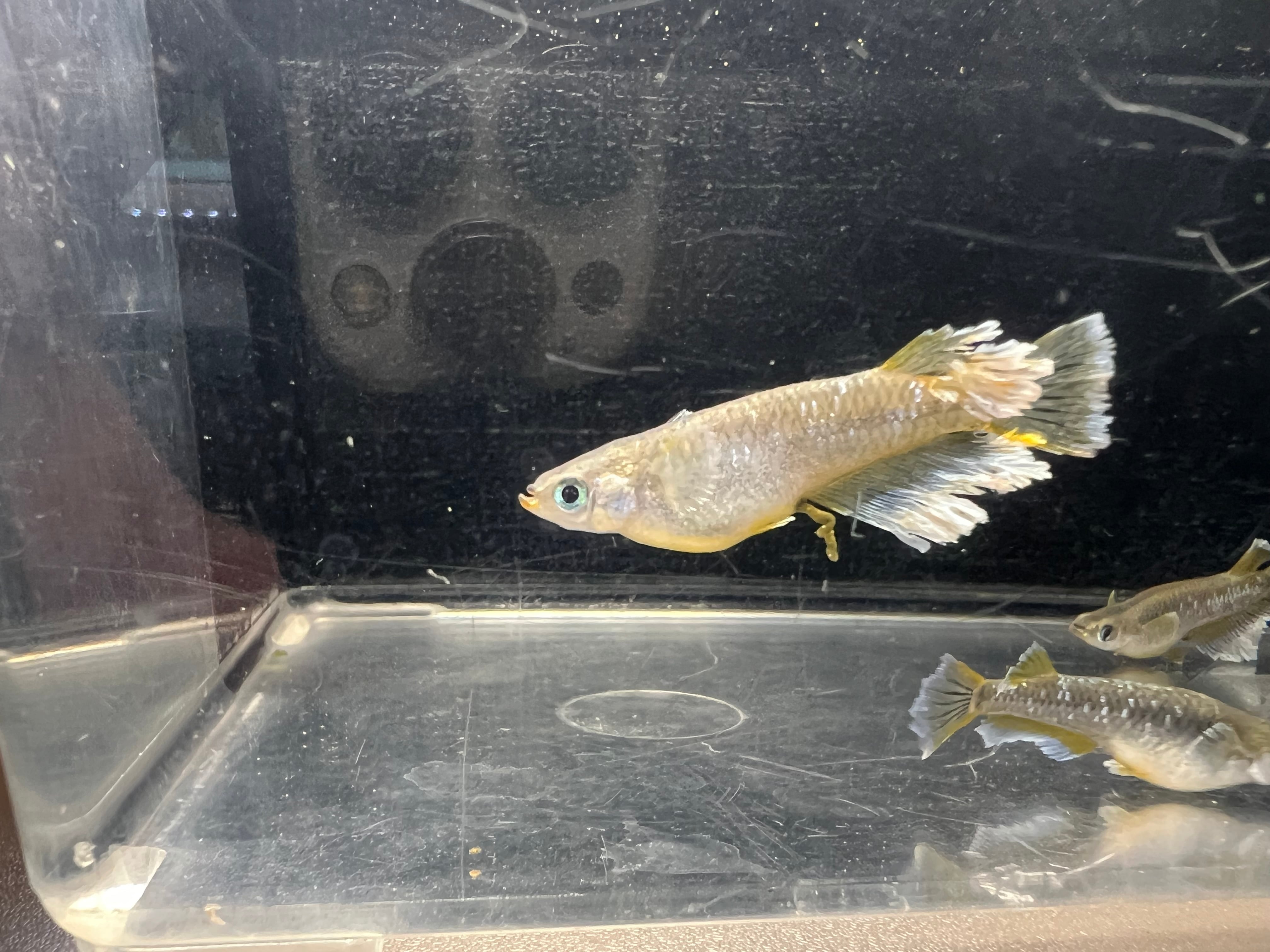 米 BOSS ボス 【恵メダカ】上物 サンシャイン ♂2♀3 綺麗^o^ サバンナ
