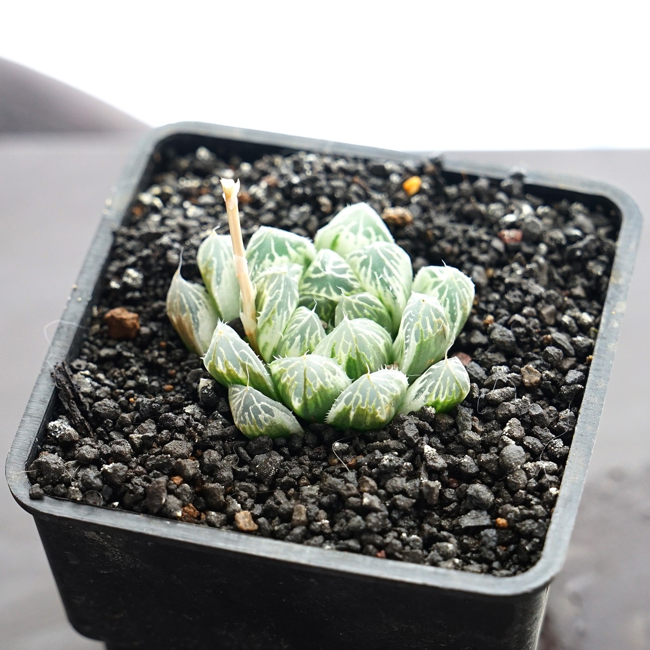 抜き苗 白斑玉露（ピリフェラ錦） Haworthia cooperi 'Silver Swirl'