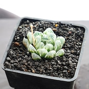 抜き苗 白斑玉露（ピリフェラ錦） Haworthia cooperi 'Silver Swirl'