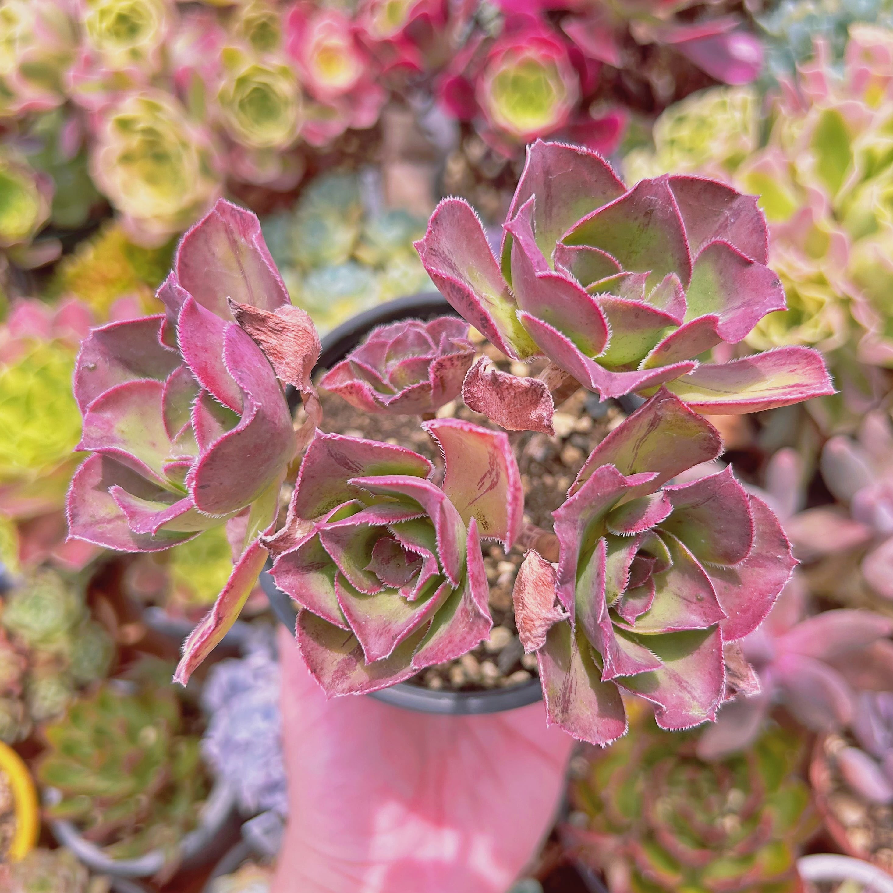 現物　多肉植物　 ロスコープ　特大　抜き苗