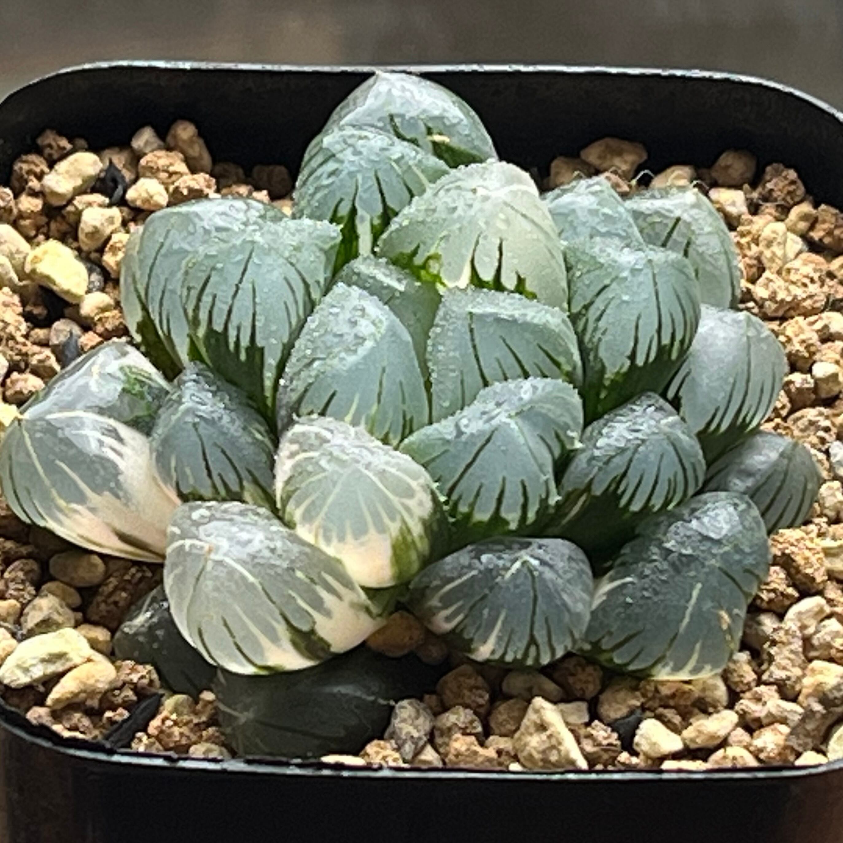 ハオルチア 狼蛛錦 | mocono_plants