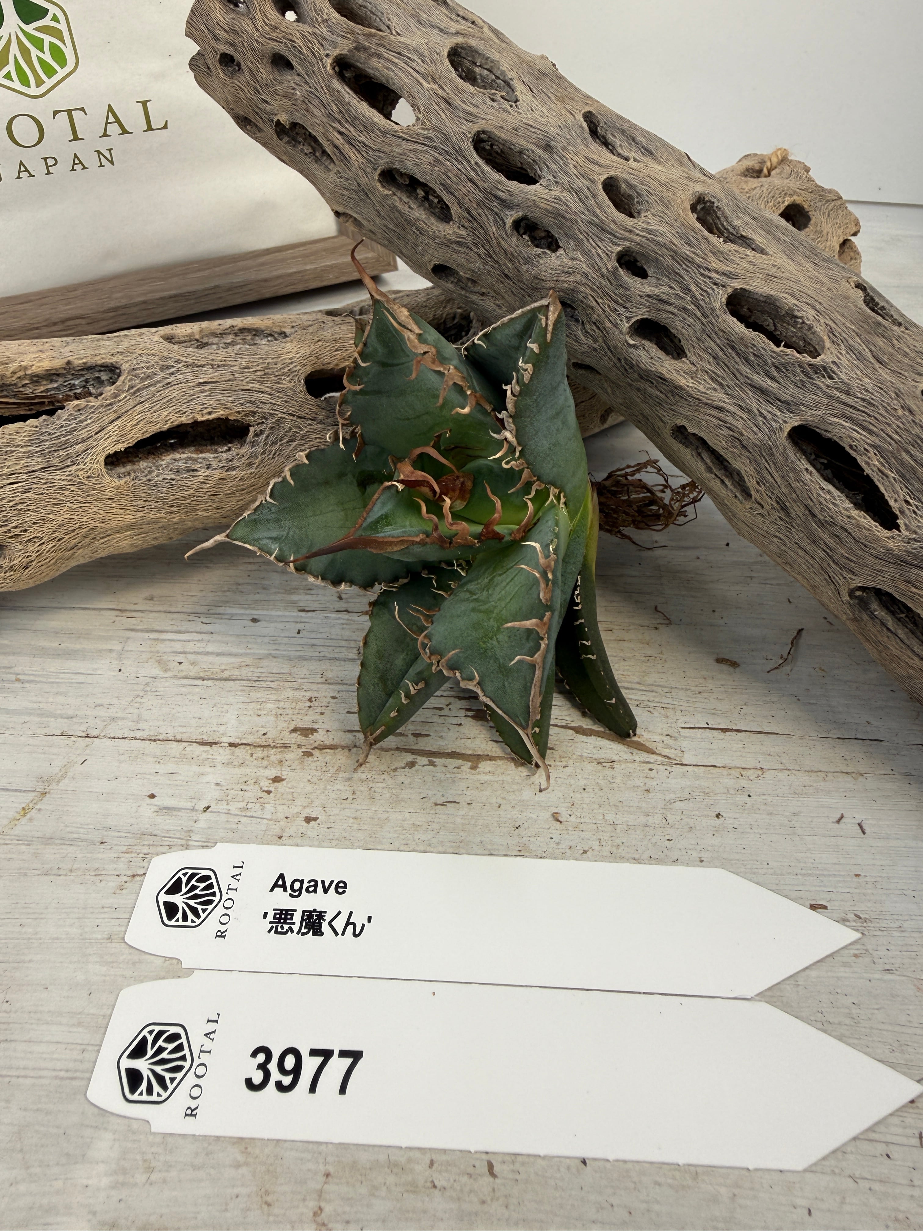 ROOTALPLANTS