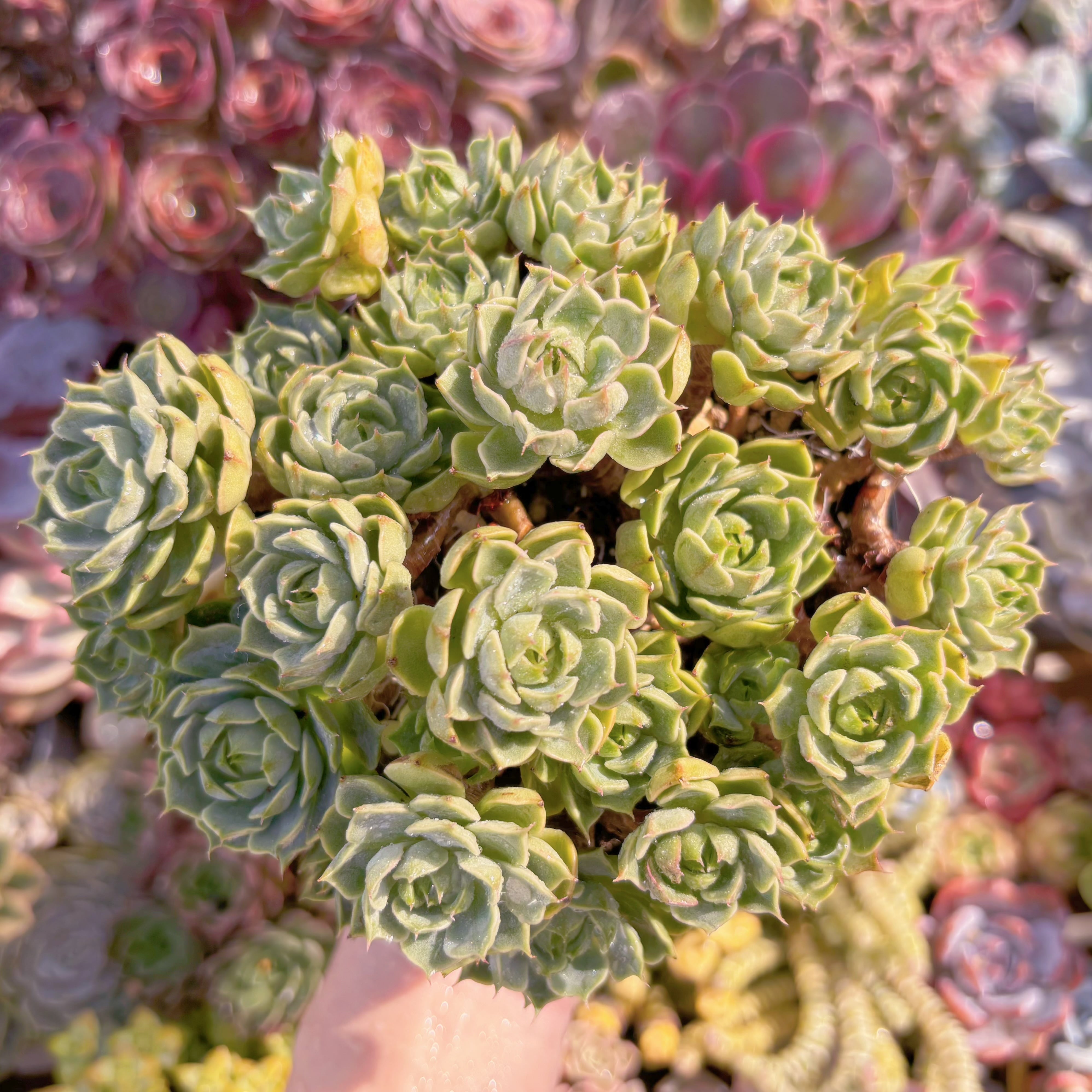 現品　ベンバディス#F098　特大群生　るる農園