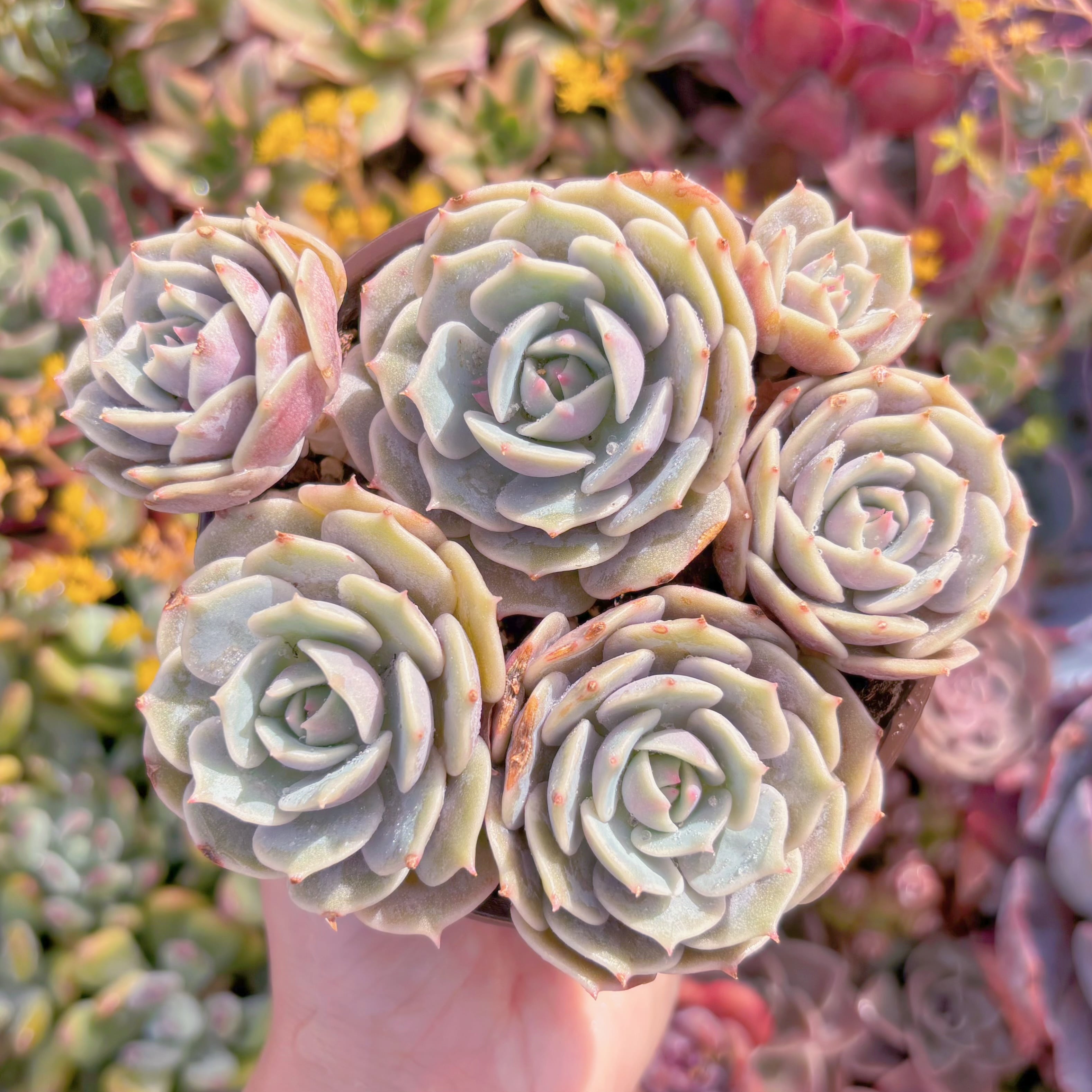 現品　ローラ#A006　大群生　るる農園