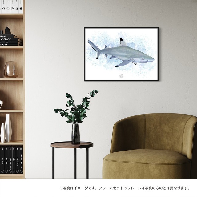 【海のいきものアートポスター／魚】ツマグロ