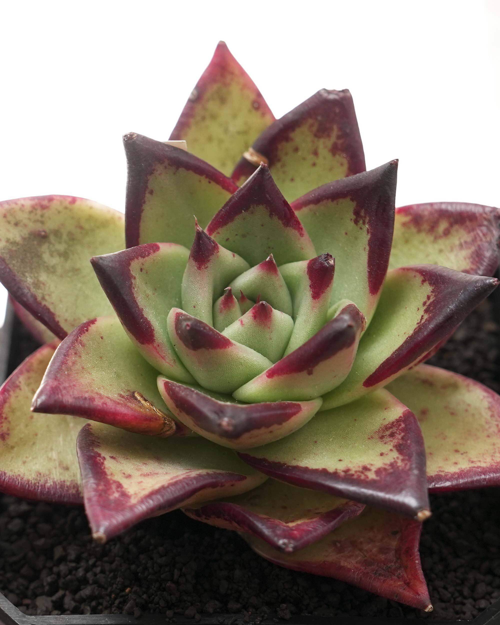 く*ん様 多肉植物・アガベ ・精品・パリートルンカータ'オリザバ' 抜き苗・超特 多肉植物・アガベ ・精品パリートルンカータ'オリザバ' ・超特選