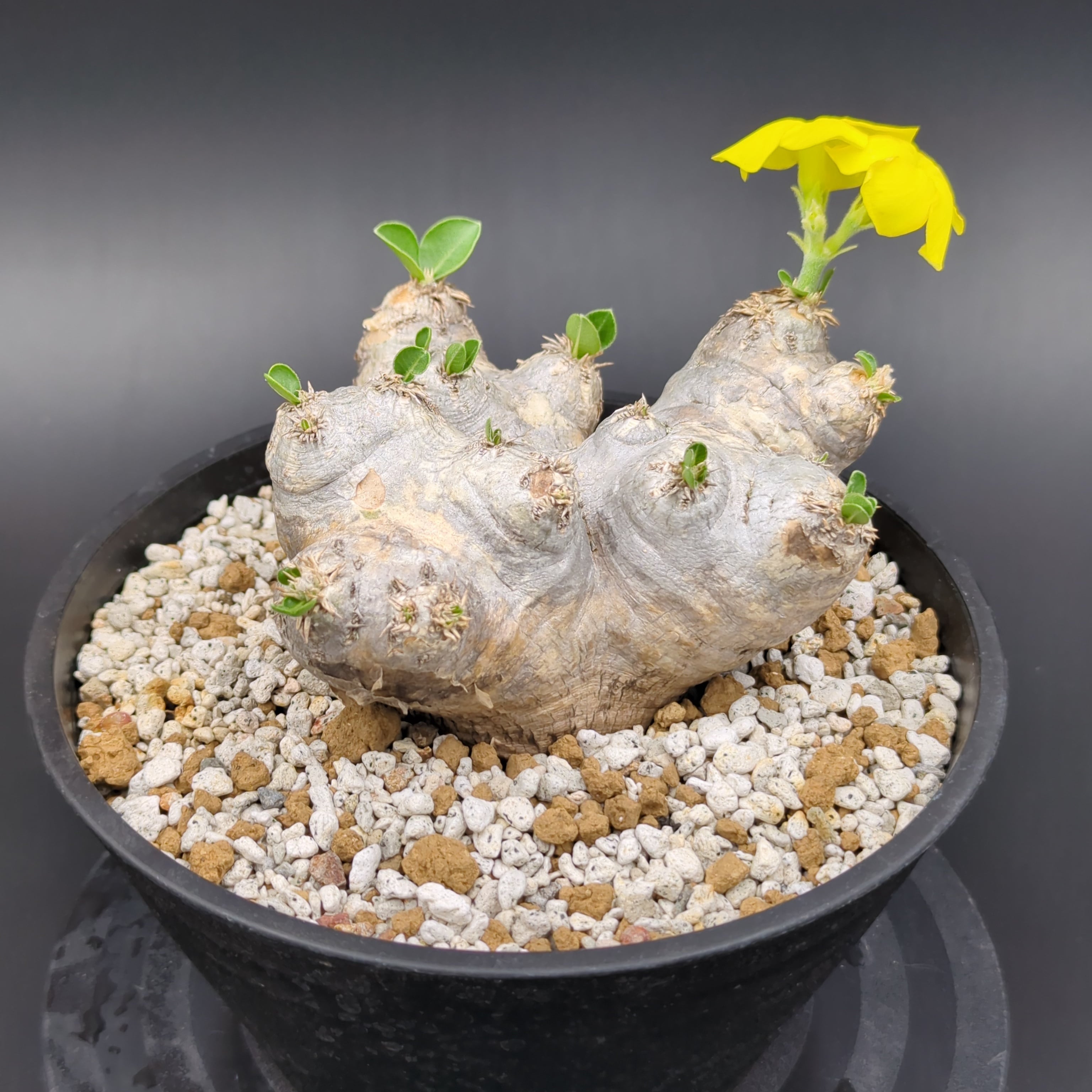 パキポディウム・ブレビカウレ '恵比寿笑い' 【大株】 | BRIDGE GARDEN