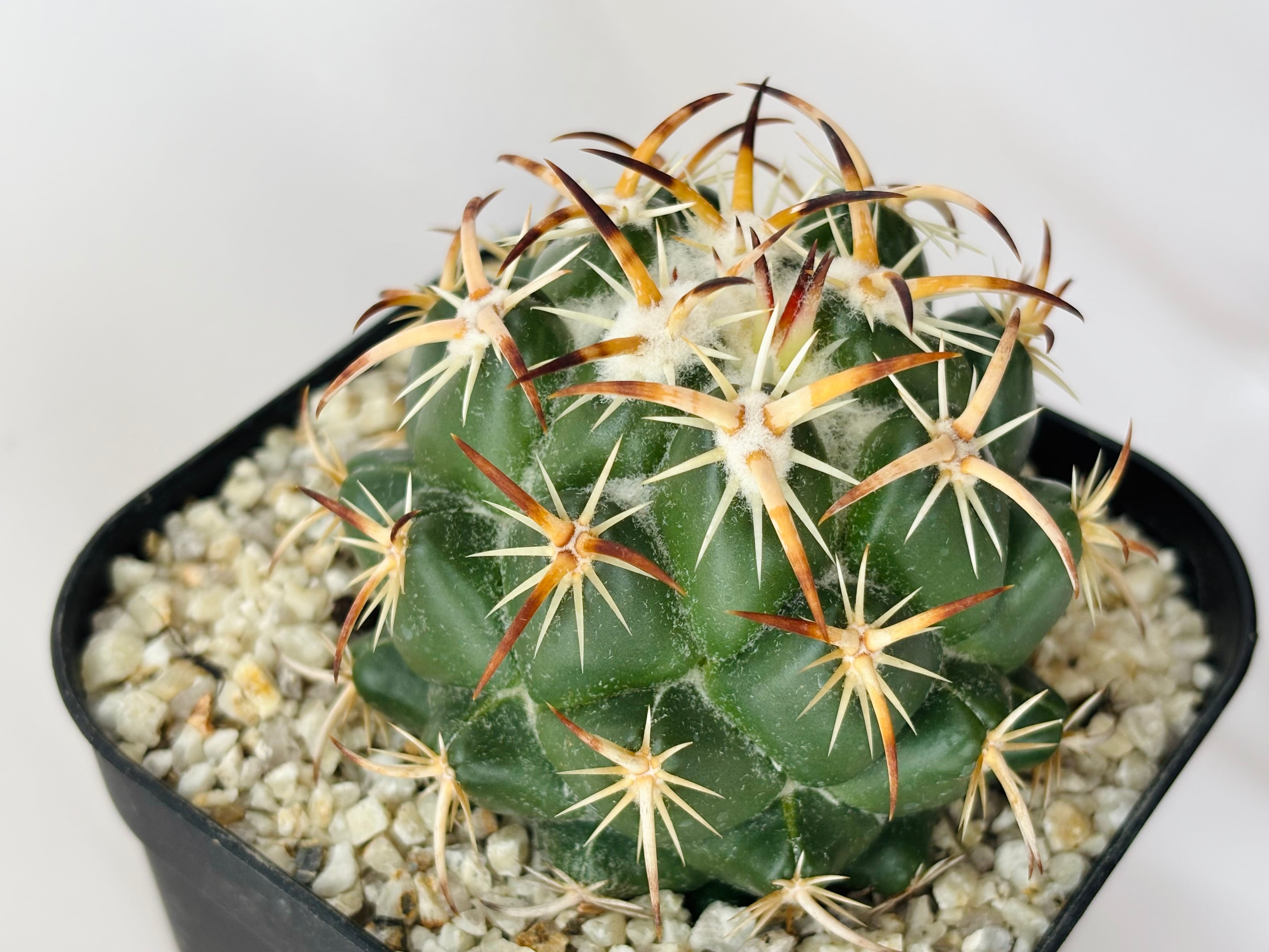 07サボテン Coryphantha tripugionacantha 強刺