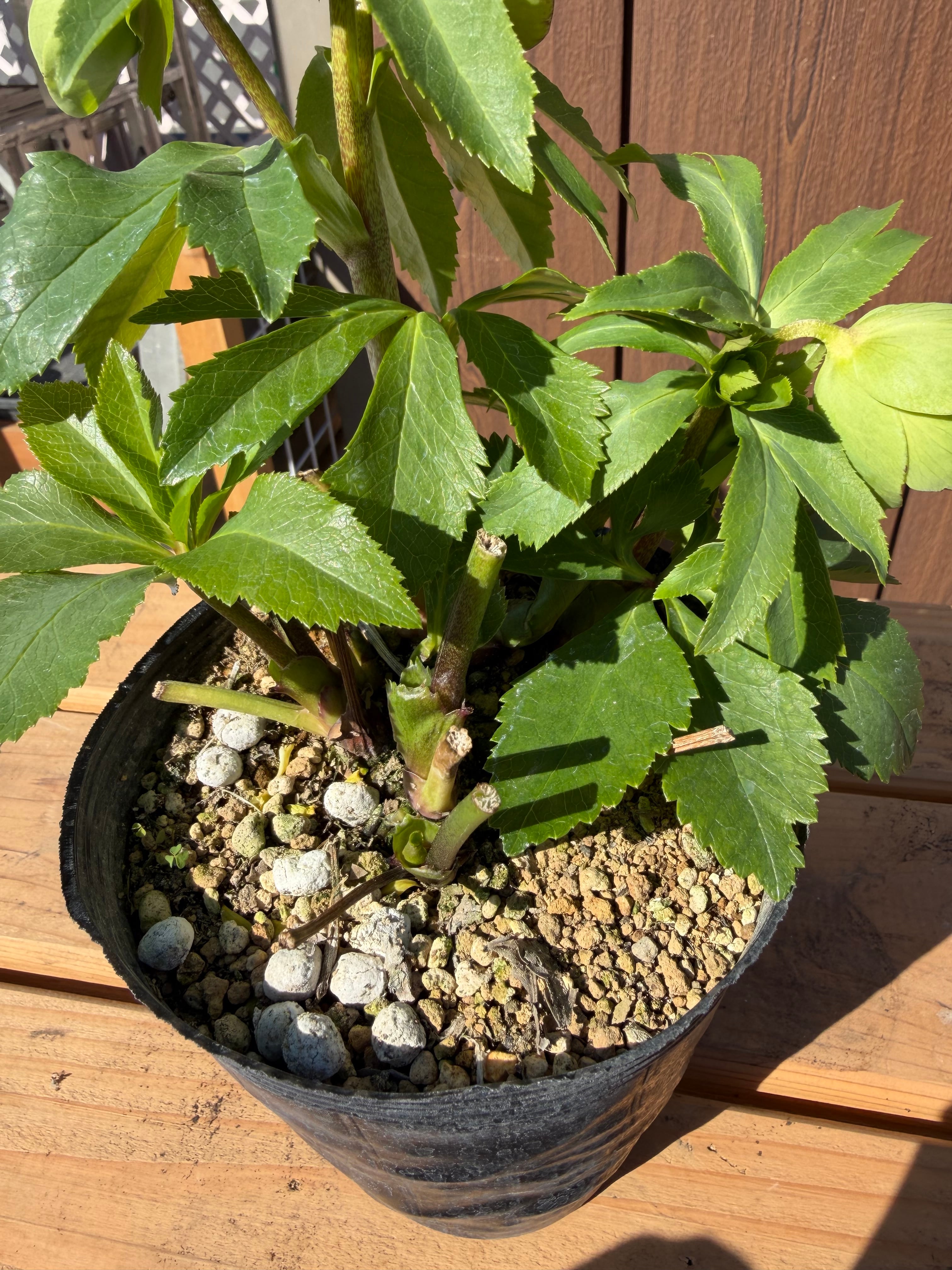 翡翠 若泉ファーム クリスマスローズ【Wa07】送料無料 | あしかが