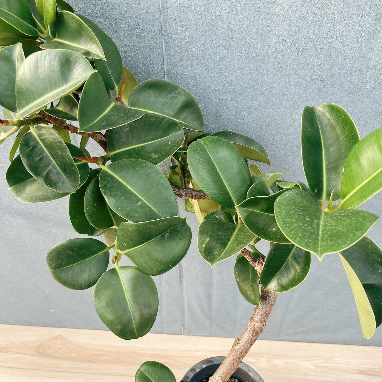 現品］F フィカス エラスティカ ソフィア 曲がり 8号 観葉植物 室内