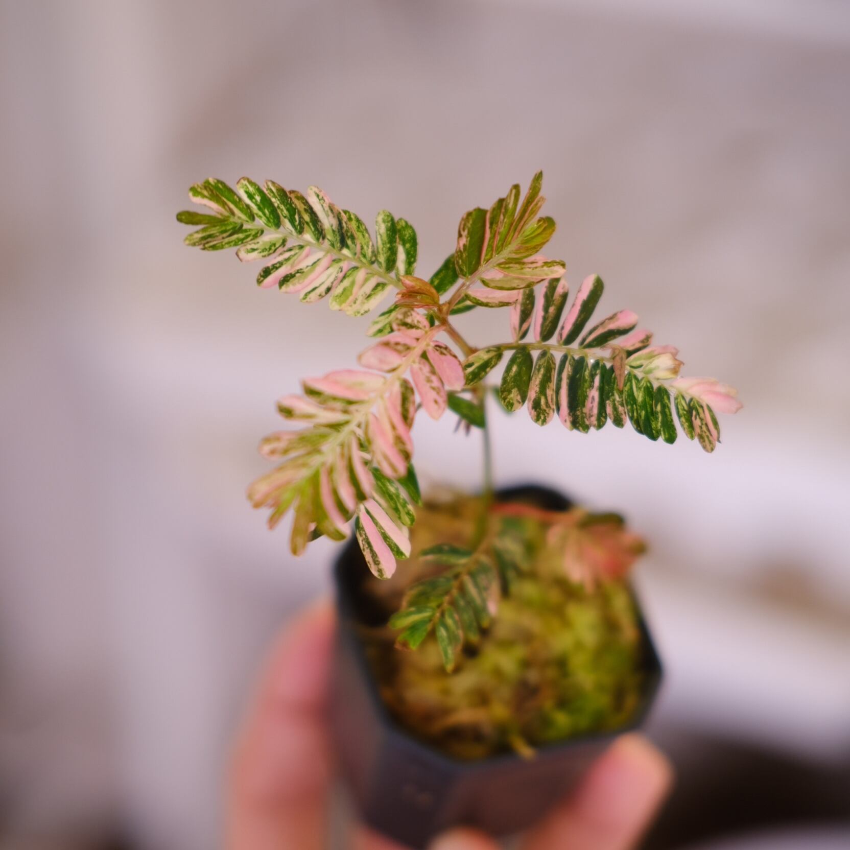 Phyllanthus urinaria 'Pink Variegated'⑤ / フィランサス