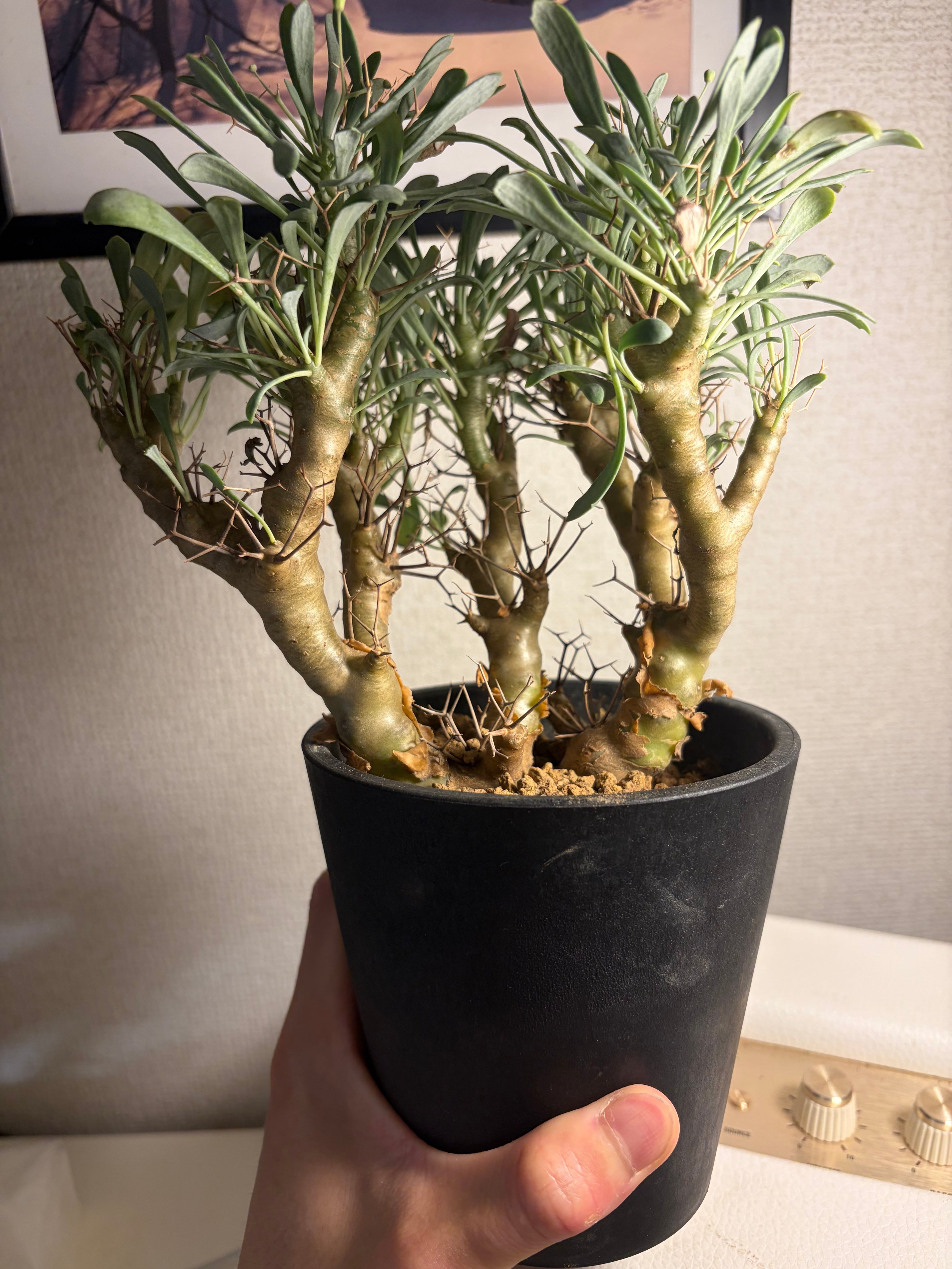 26mm♂】ミドリツヤダイコクコガネ フンチュウ糞虫昆虫標本甲虫