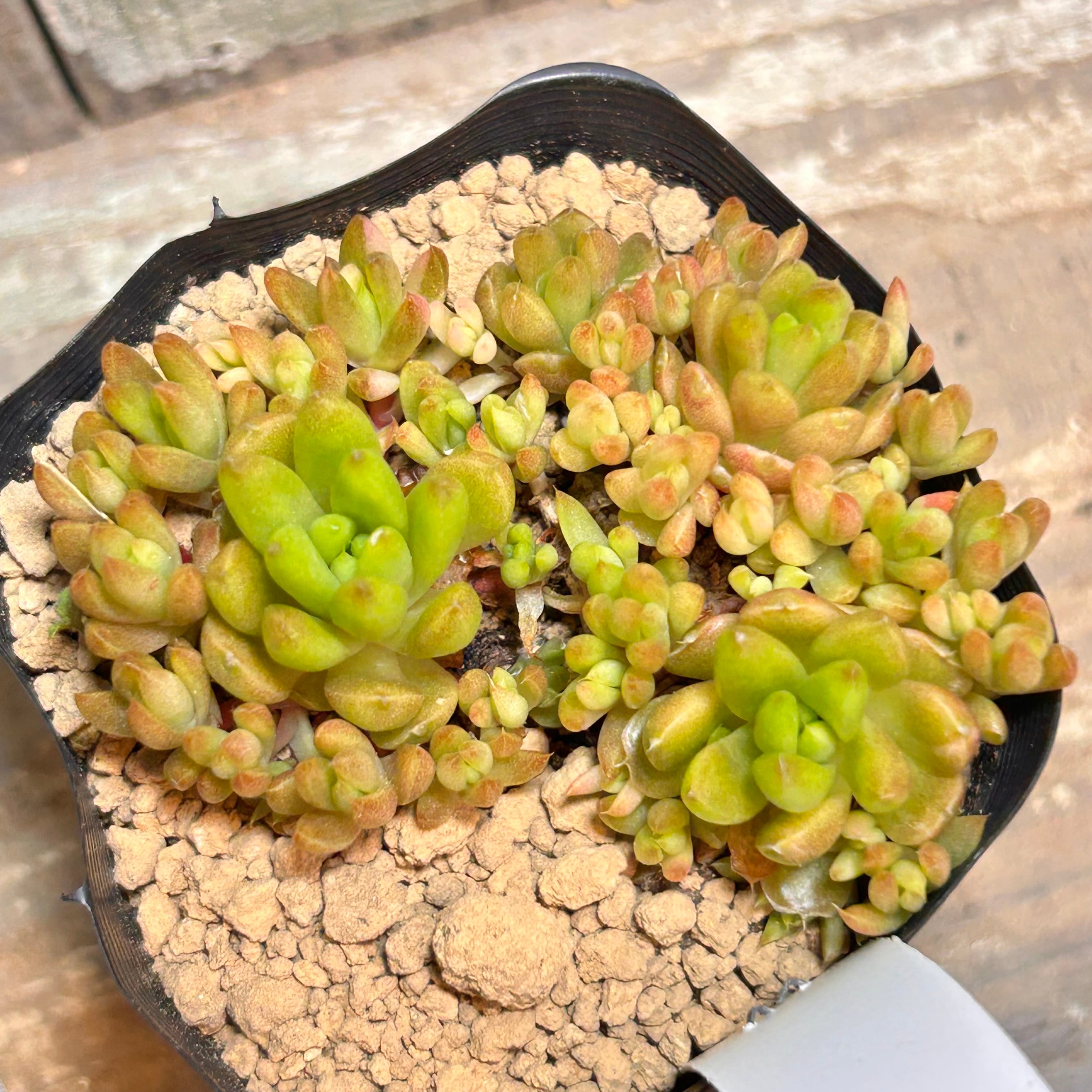 錦 | RuPo 多肉植物専門店