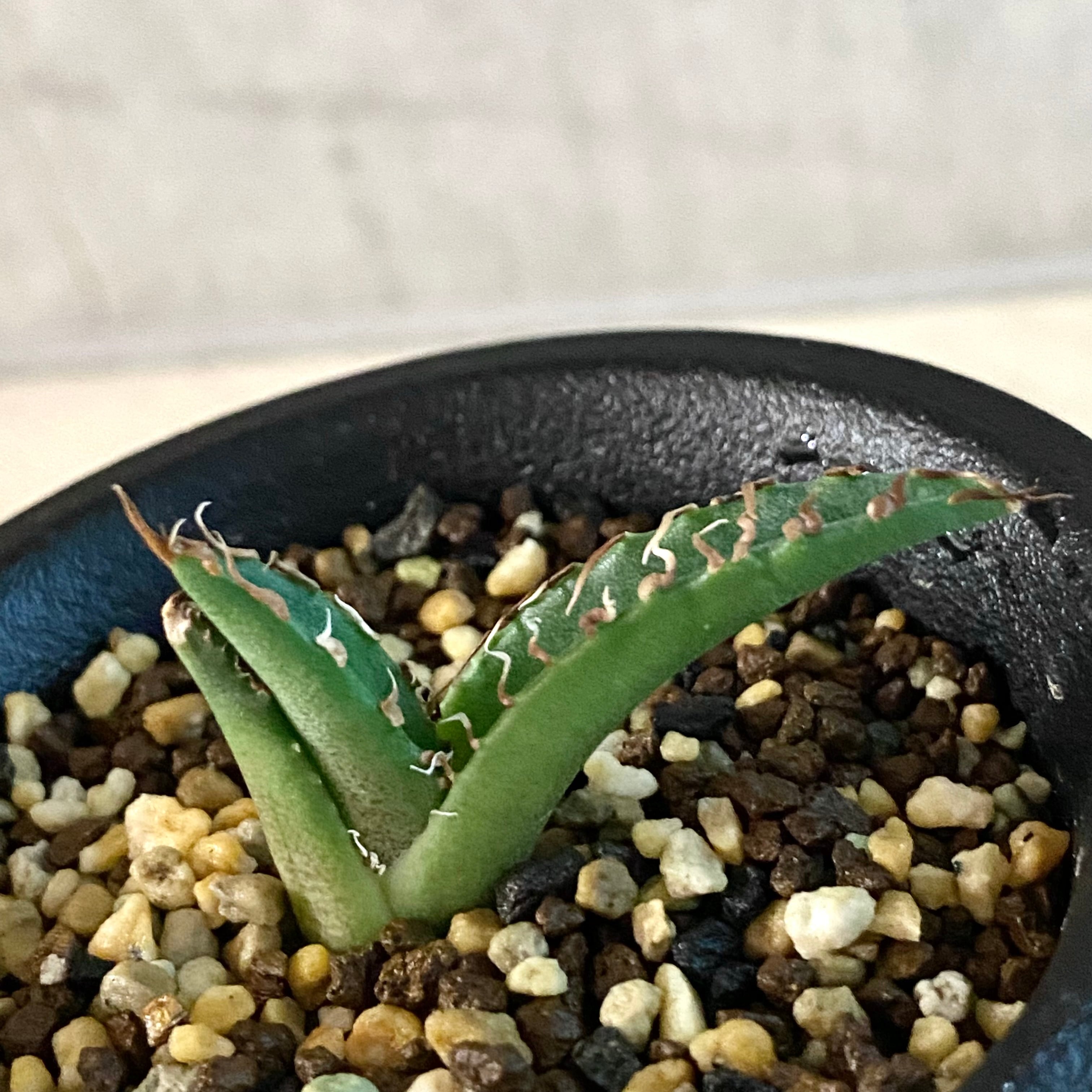 agave titanota fo 076 子株 /アガベ チタノタ fo 076　子株【観葉植物】【多肉植物】【インテリア】【鉢込発送】【発根済】