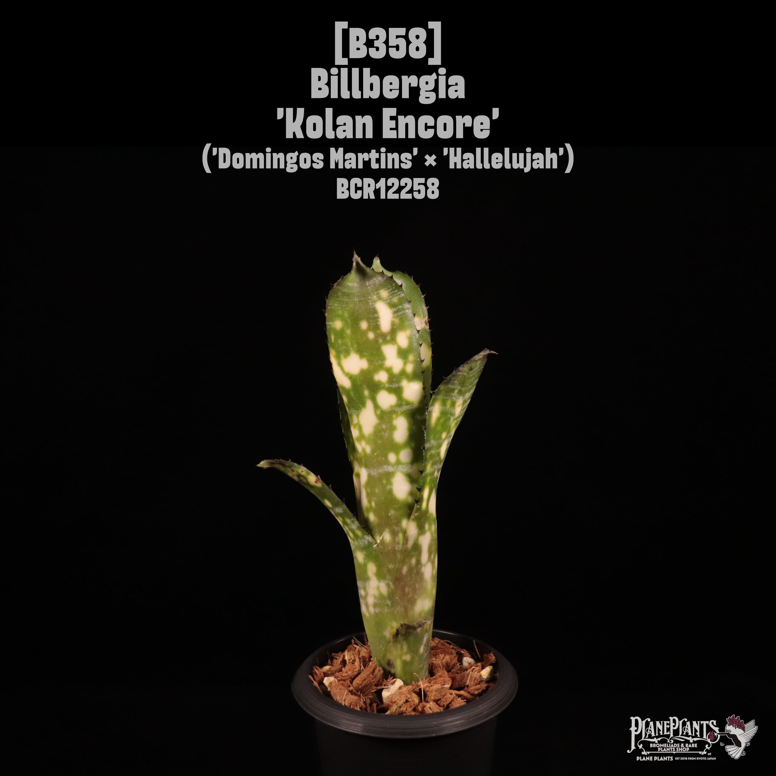 Billbergia 'Kolan Encore'〔ビルベルギア〕B358
