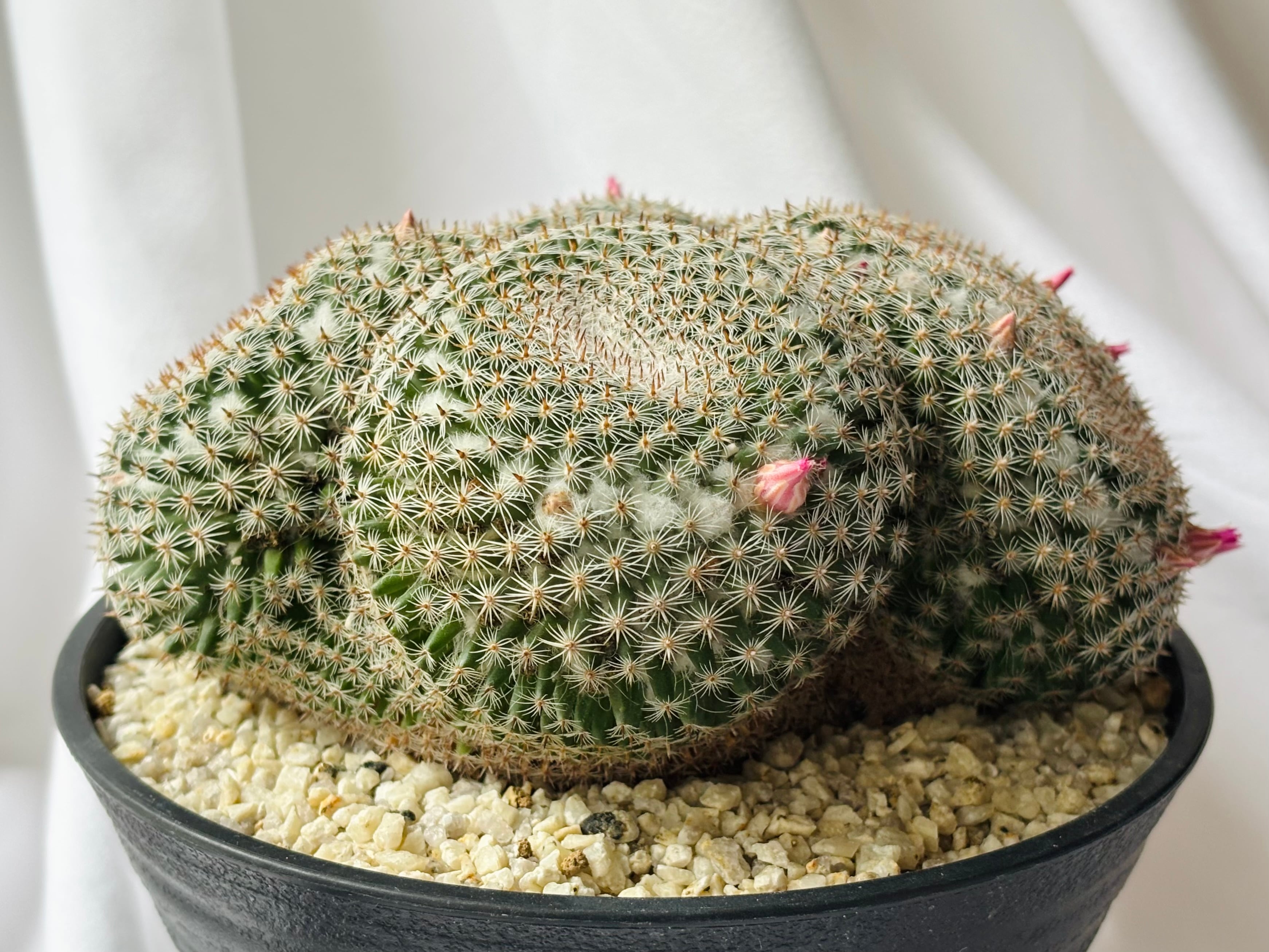 【美株】マミラリア 大福丸 国内実生 陶器鉢入 塊根植物 サボテン コーデックス Mammillaria perbella マミラリア 大福丸 サボテン | plants MARU