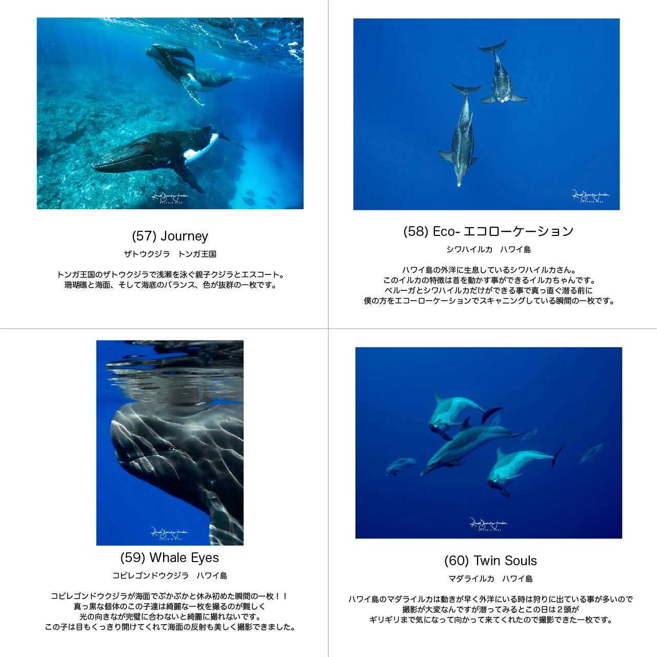 DOLPHIN EYES 写真パネル A4サイズ相当 イルカ・クジラ・ウミガメ