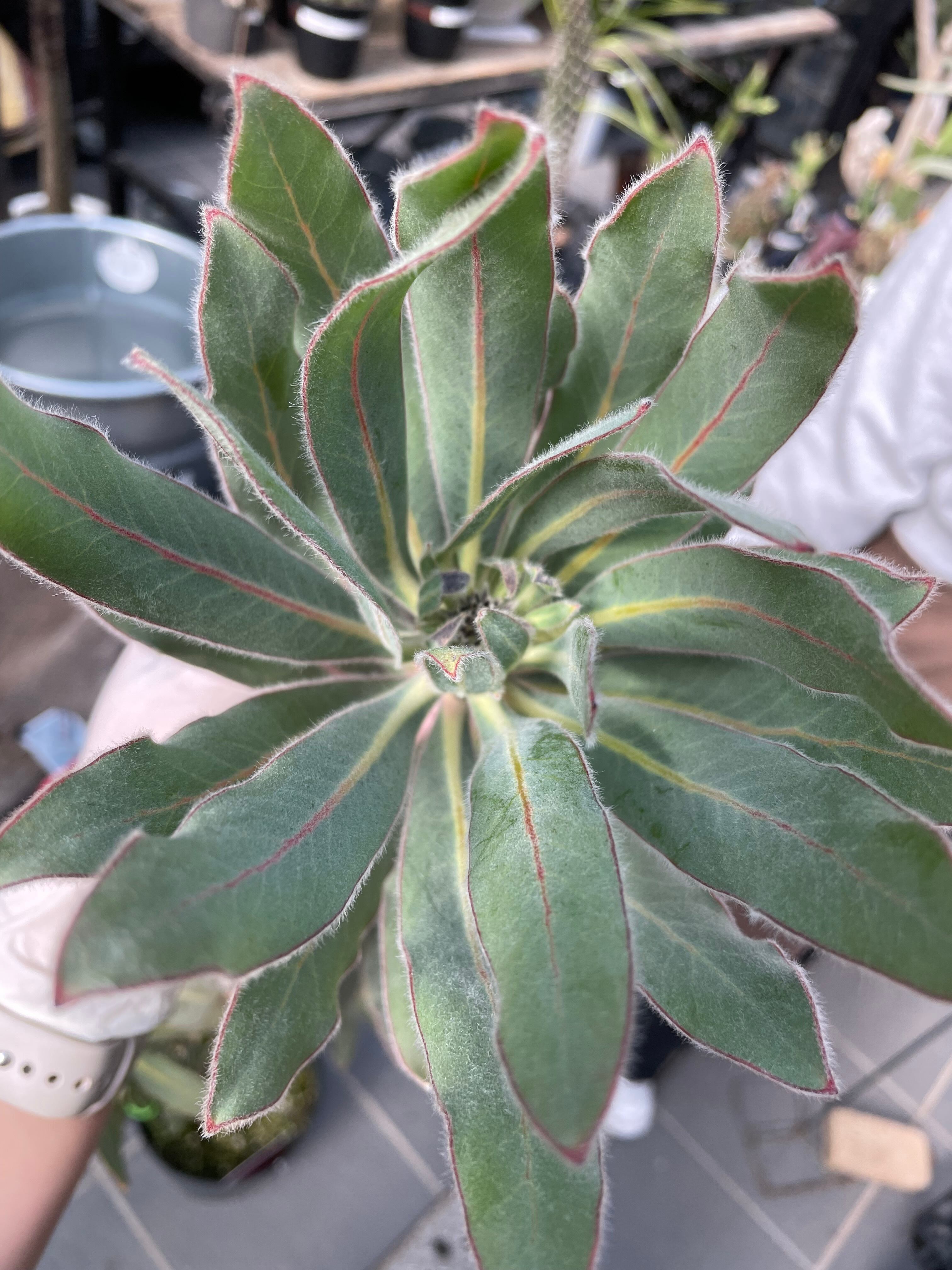 プロテア オーストラリスピンク【1F】 | 沼ノ上農園